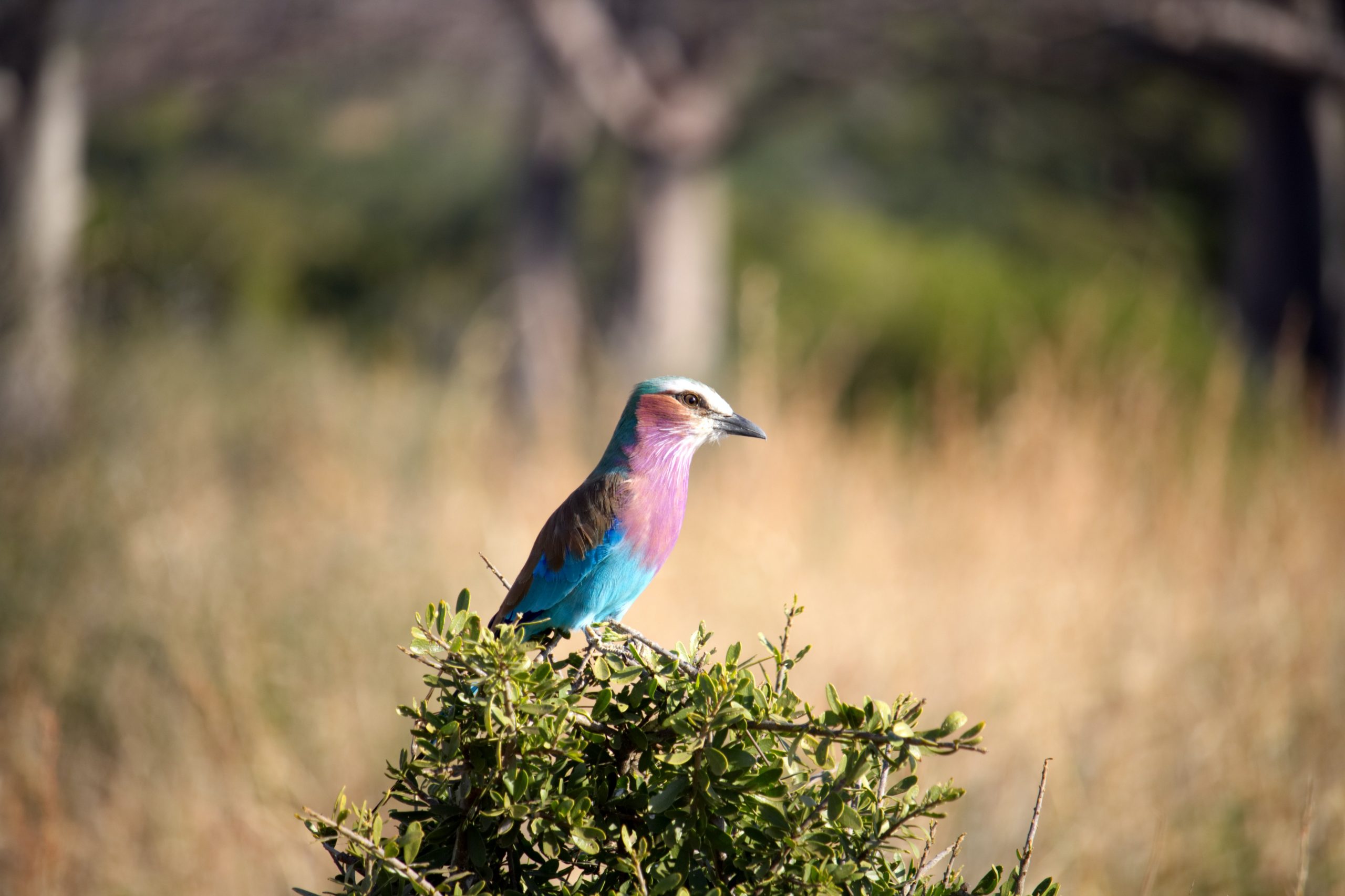 The Lilac-Breasted Roller: 5 Interesting Facts About Kenya's National Bird  - Tsavo Trust