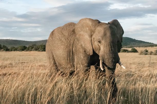Elephant Conservation Tsavo