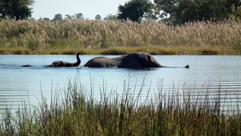 Okavango