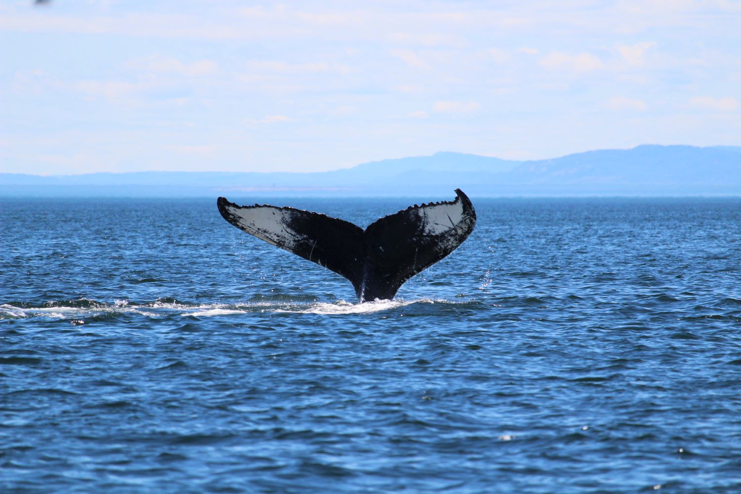 Right Whale