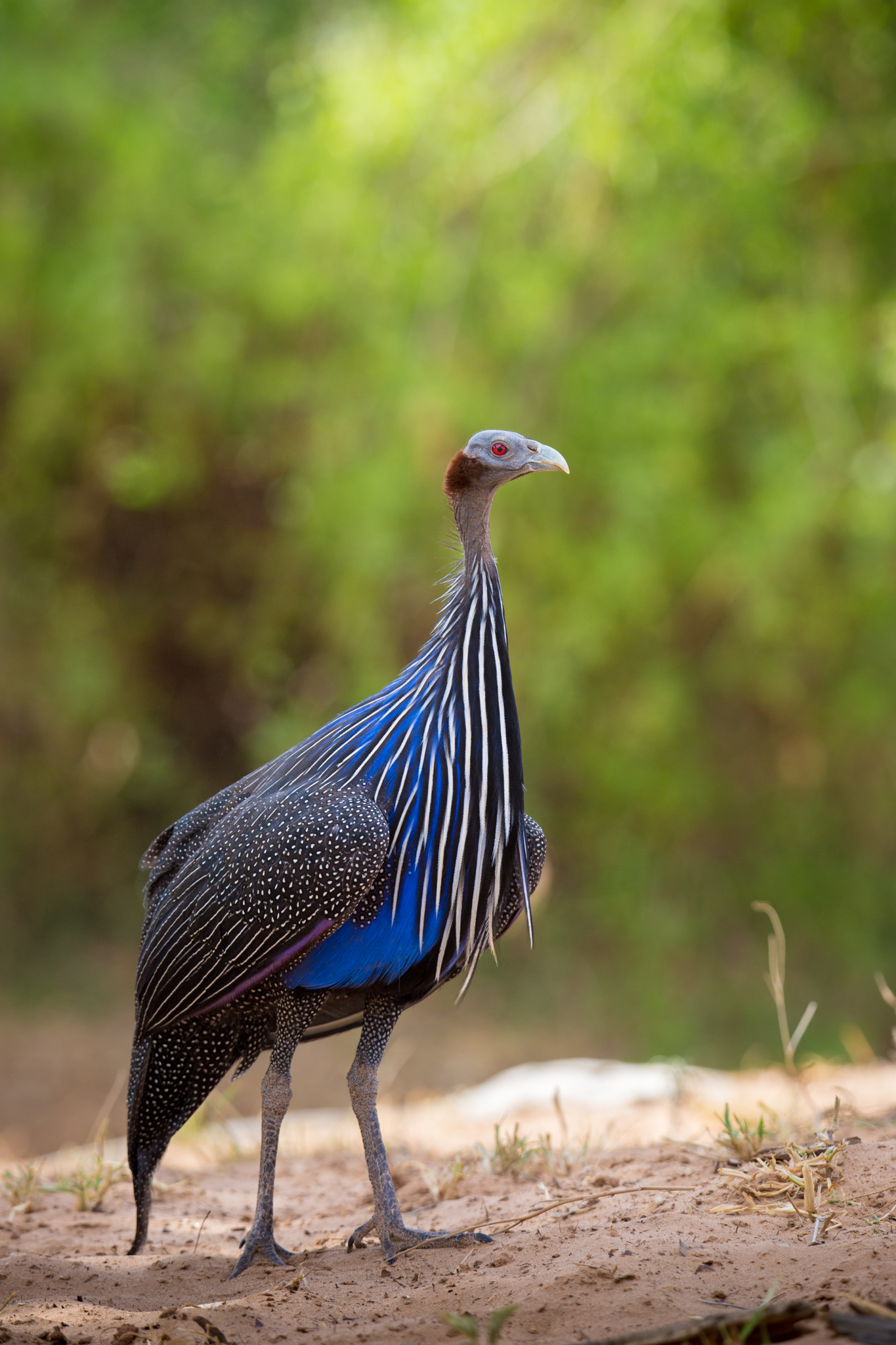 Vulturine Guineafowl