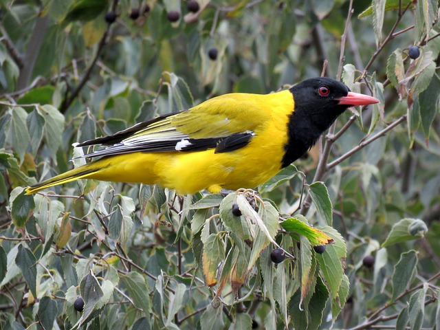 Black Headed Oriole