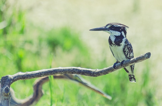 Pied Kingfisher