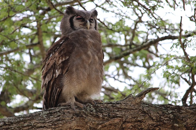 Verreauxs Eagle Owl