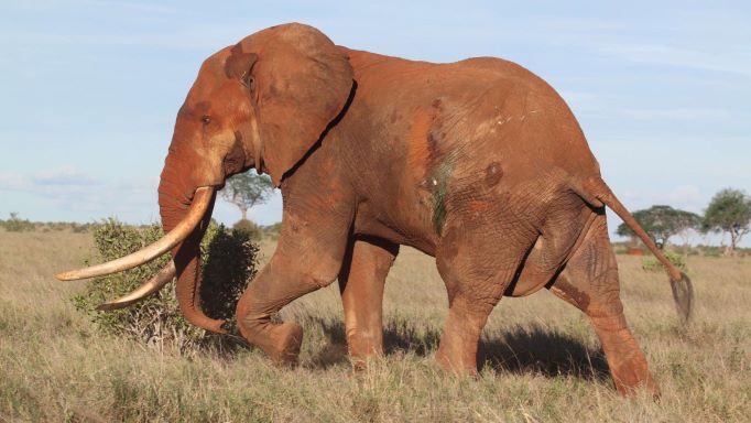 Elephant Conservation Wounded