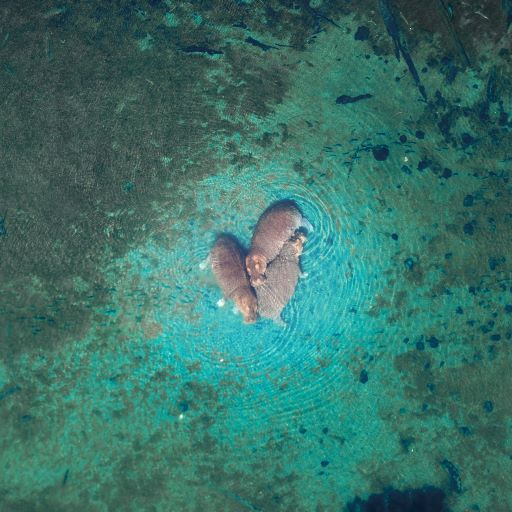 Mzima Springs Tsavo R