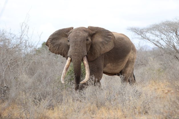 Elephant Conservation Successes East Africa