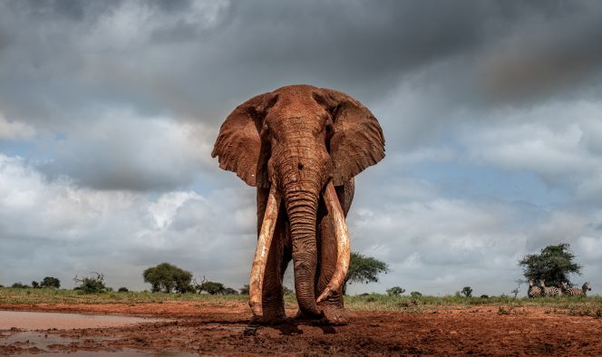 Lugard Resize Male Elephant