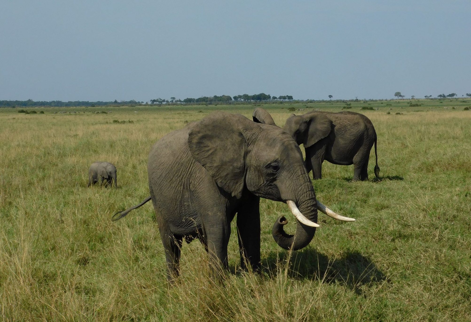 Mara Elephant Grey