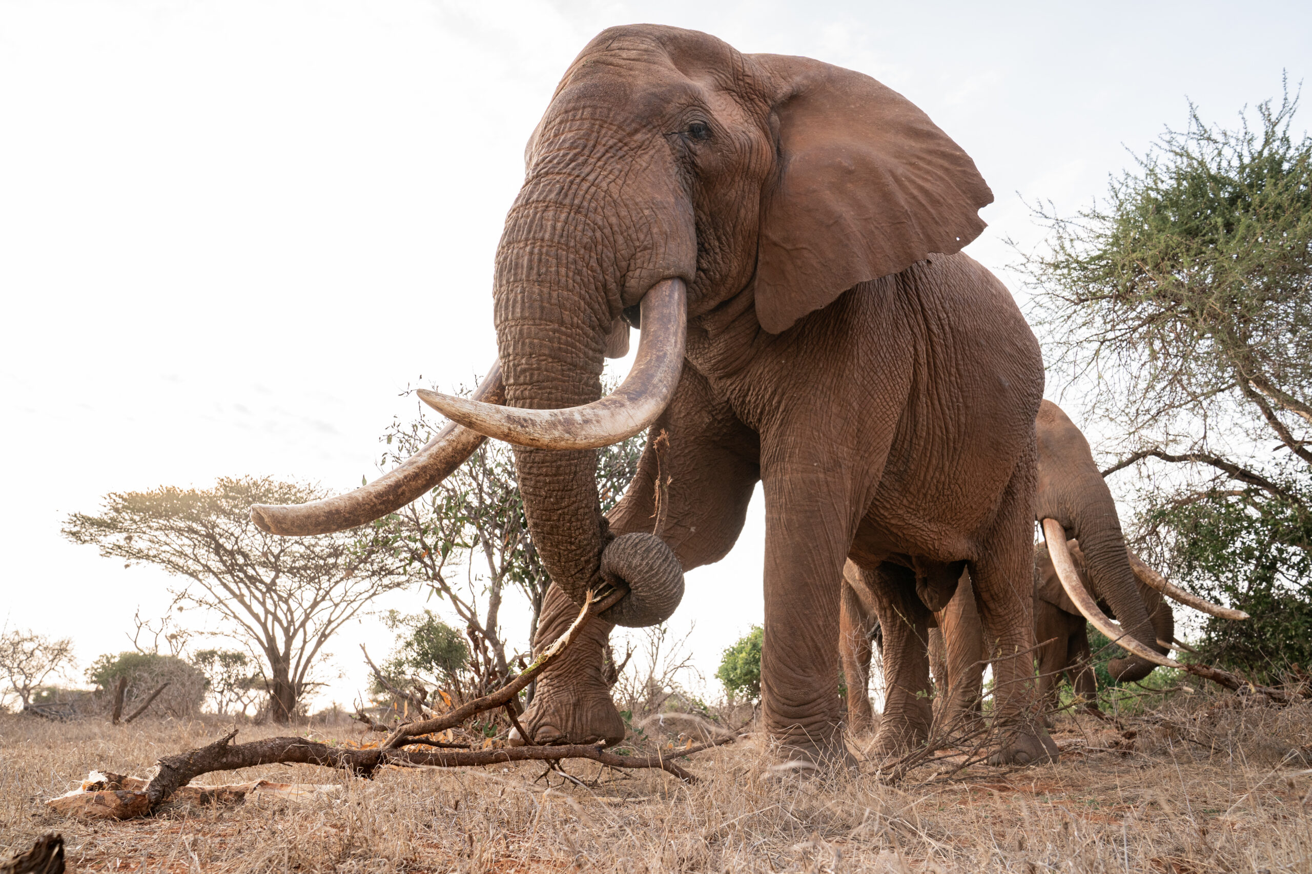 What Is The Elephant Trunk What Is The Elephant Trunk
