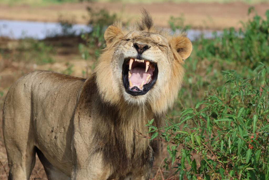 The Flehmen Response 2 (1)