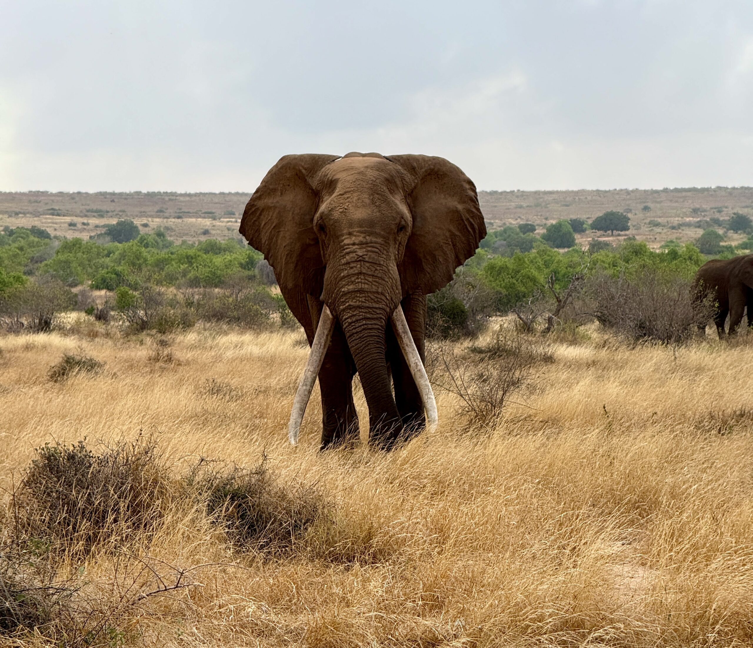 20250225 Ku1 Emerger Galana