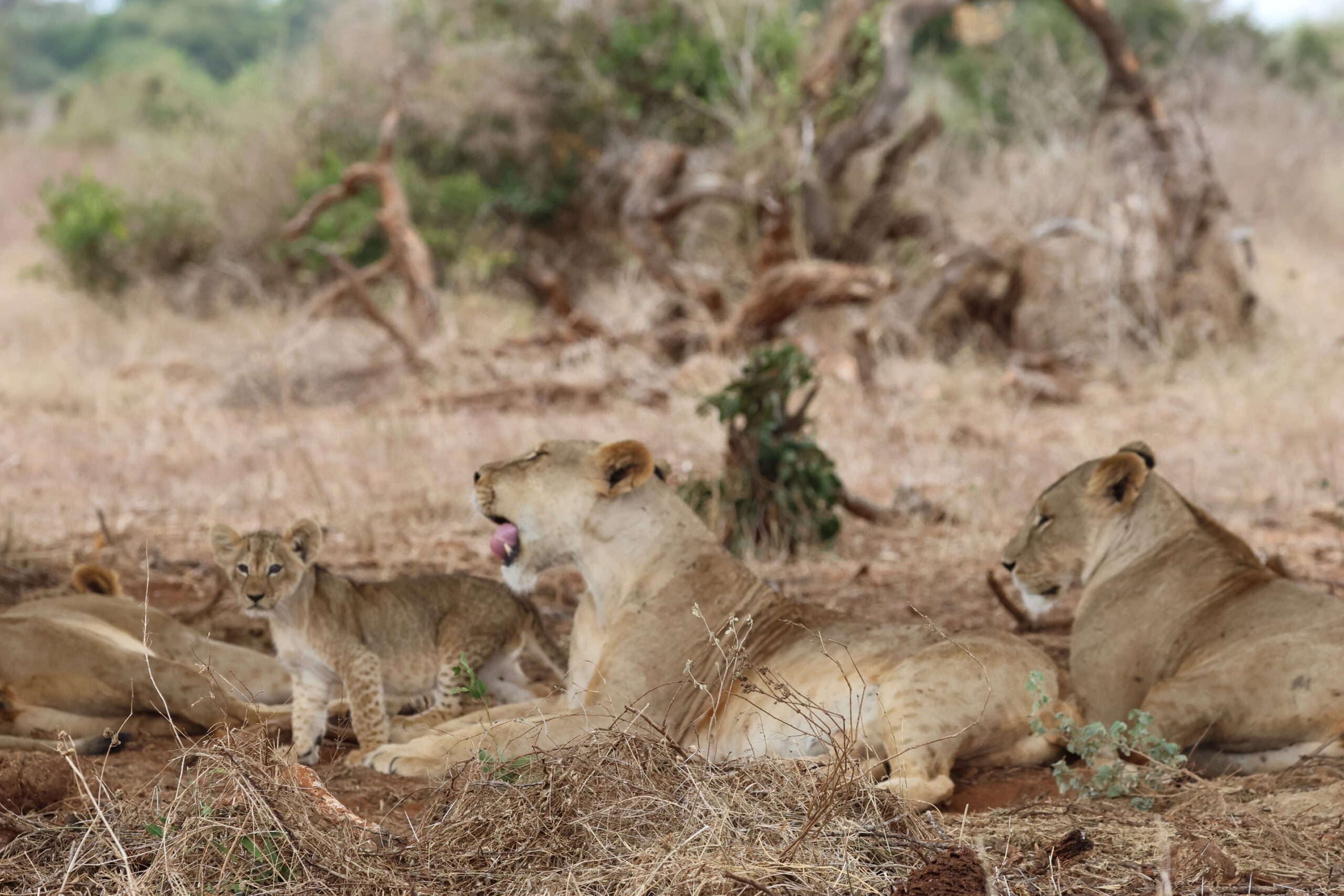 20240902 Lions T2 Cm