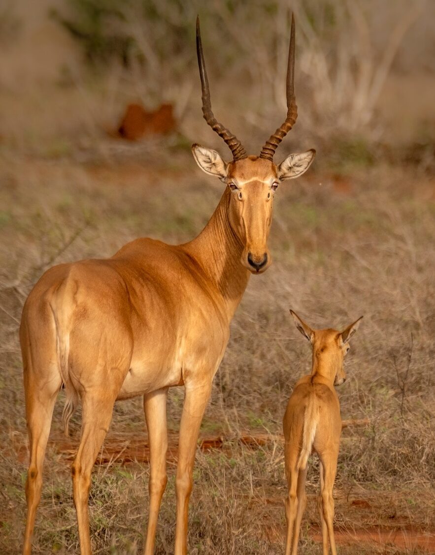 What Type Of Antelope Are Found In Tsavo Tsavo Trust What Type Of Antelope Are Found In Tsavo Tsavo Trust