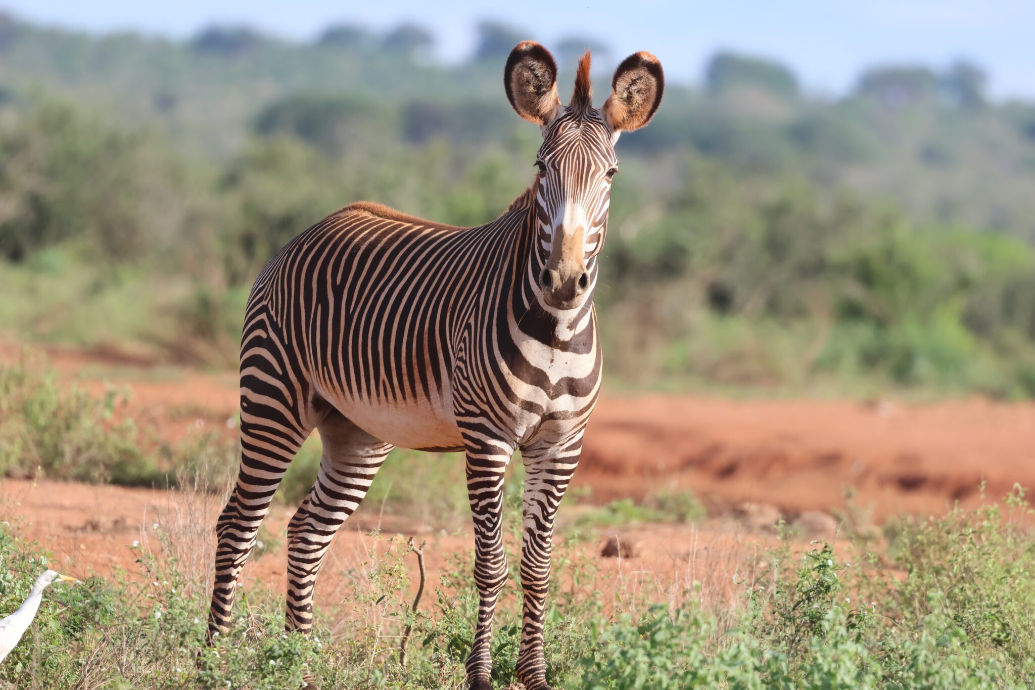Why Do Zebras Have Stripes