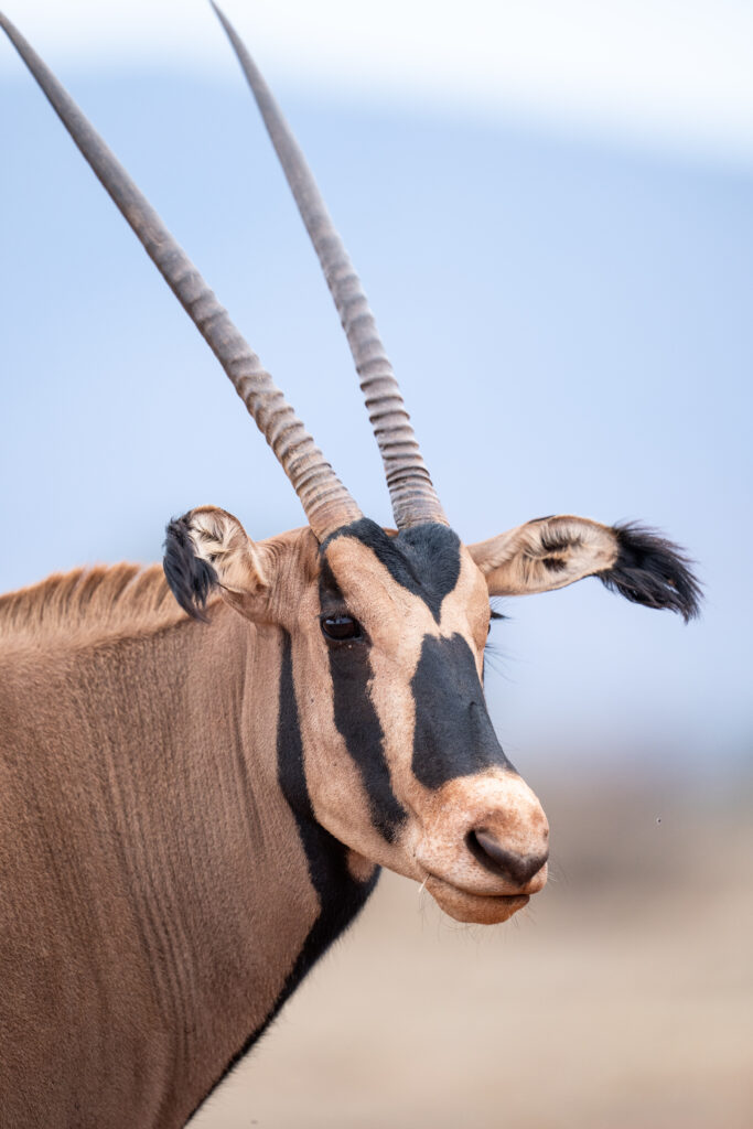 Fringe Eared Oryx heat adaptations