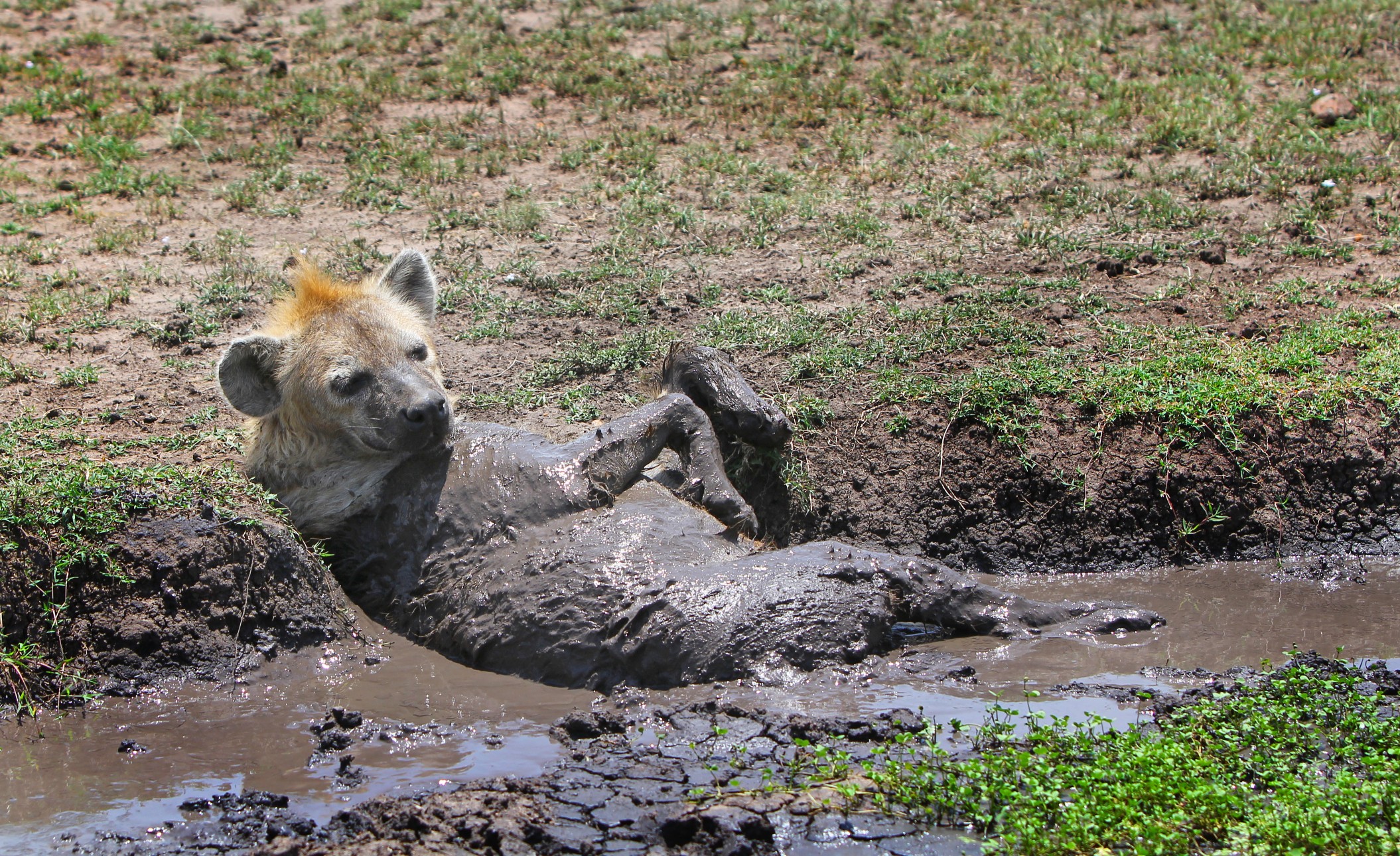 Hyena Wallowing (2)