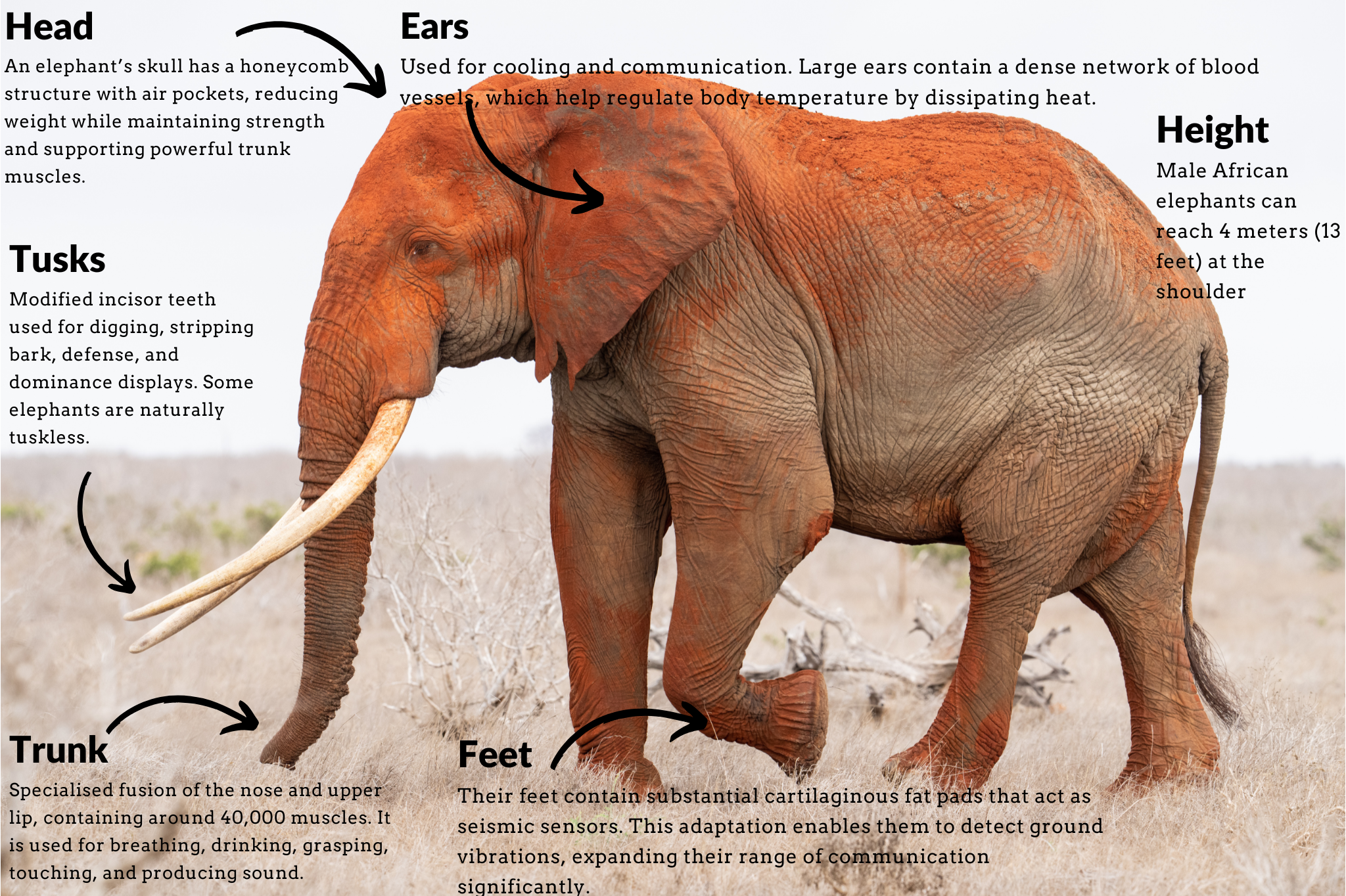 African Elephant Anatomy The Functional Anatomy Of Elephant Trunk