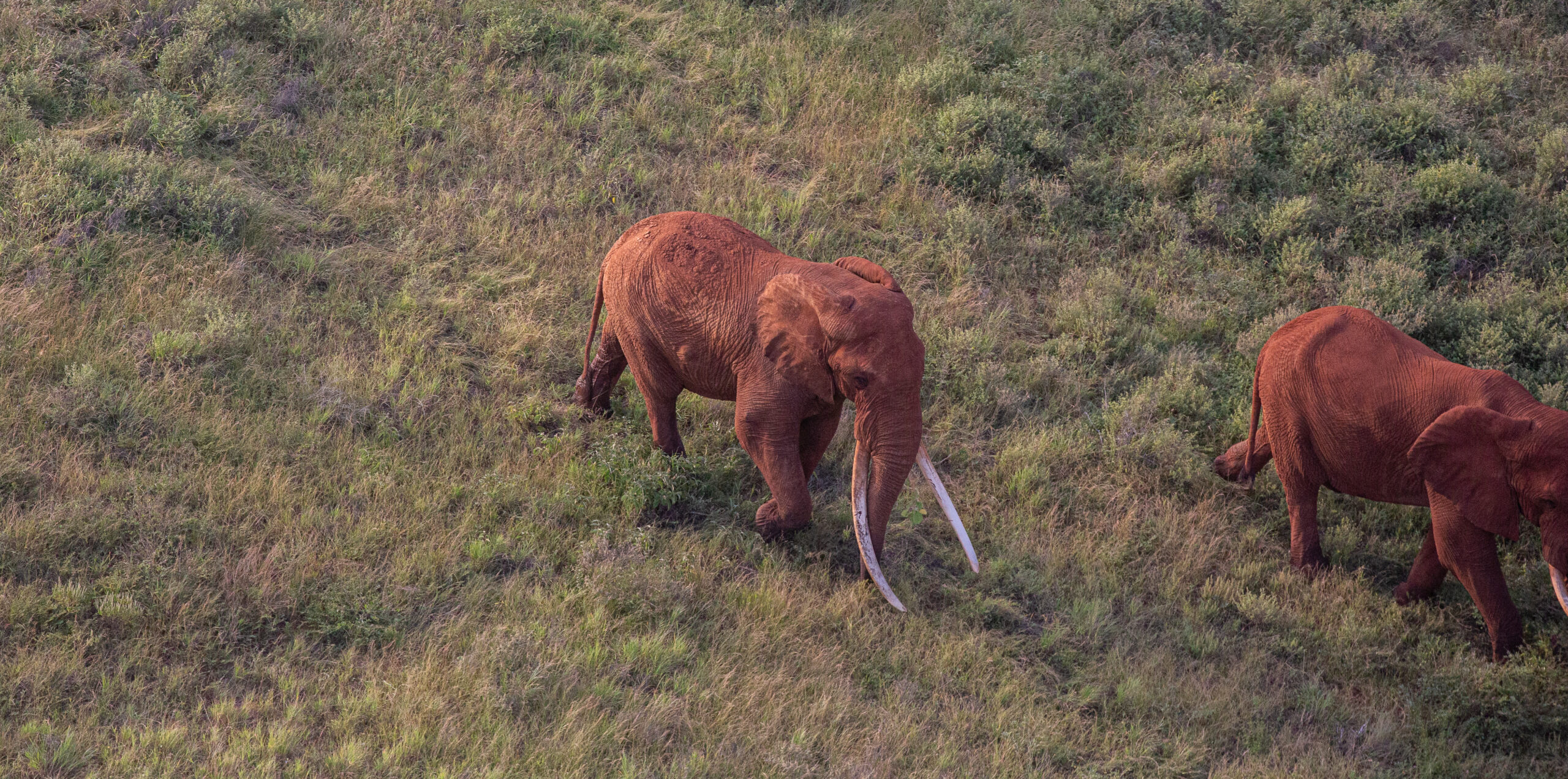 Elephant Sense Of Smell