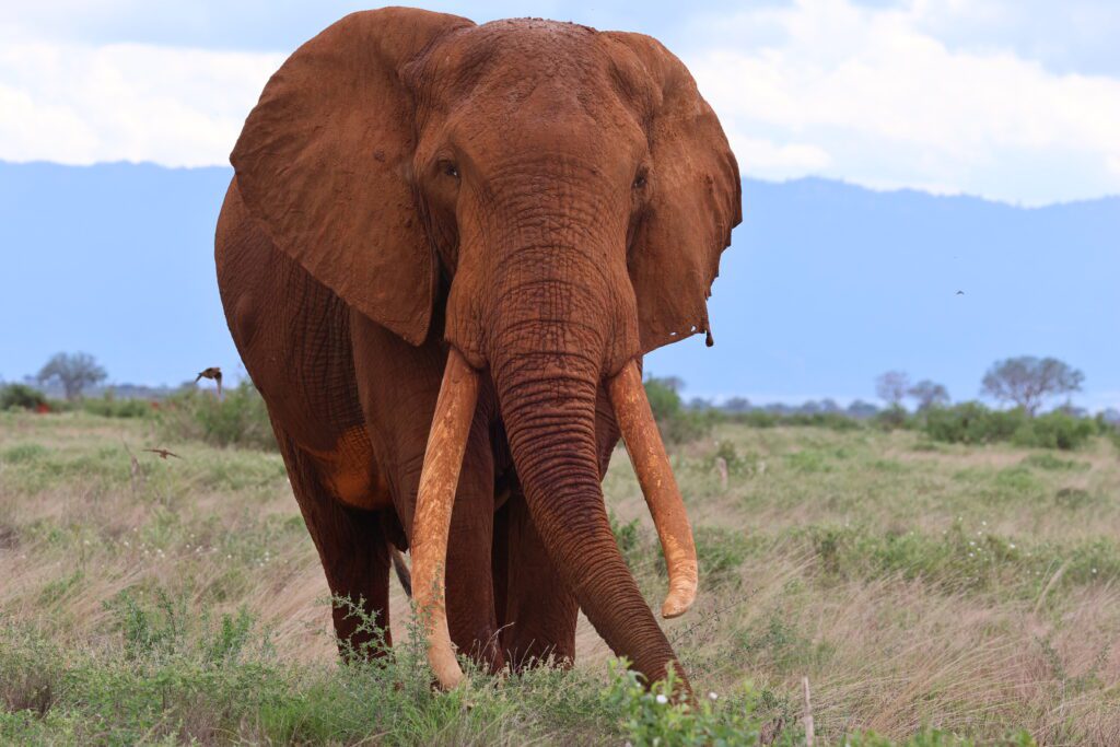 Longest Living Animals