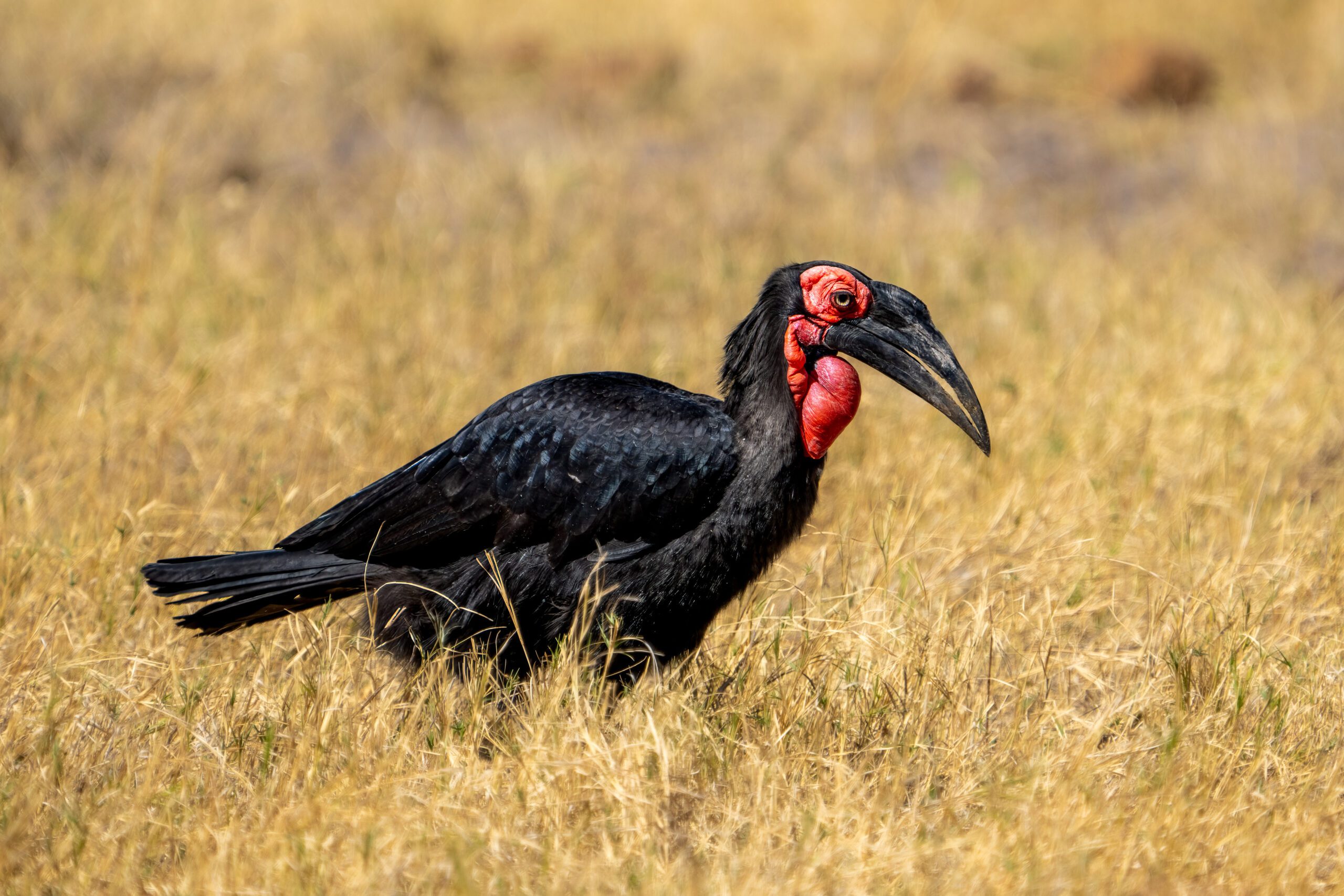 Southern Ground Hornbill, Bucorvus Leadbeateri Walking In Dry Savanna, Khwai River, Moremi Game Reserve, Okavango Delta, Botswana