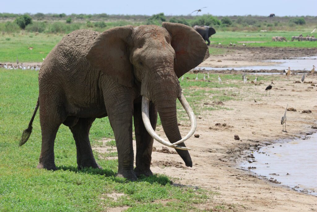 Da2 (1) Emerging tusker