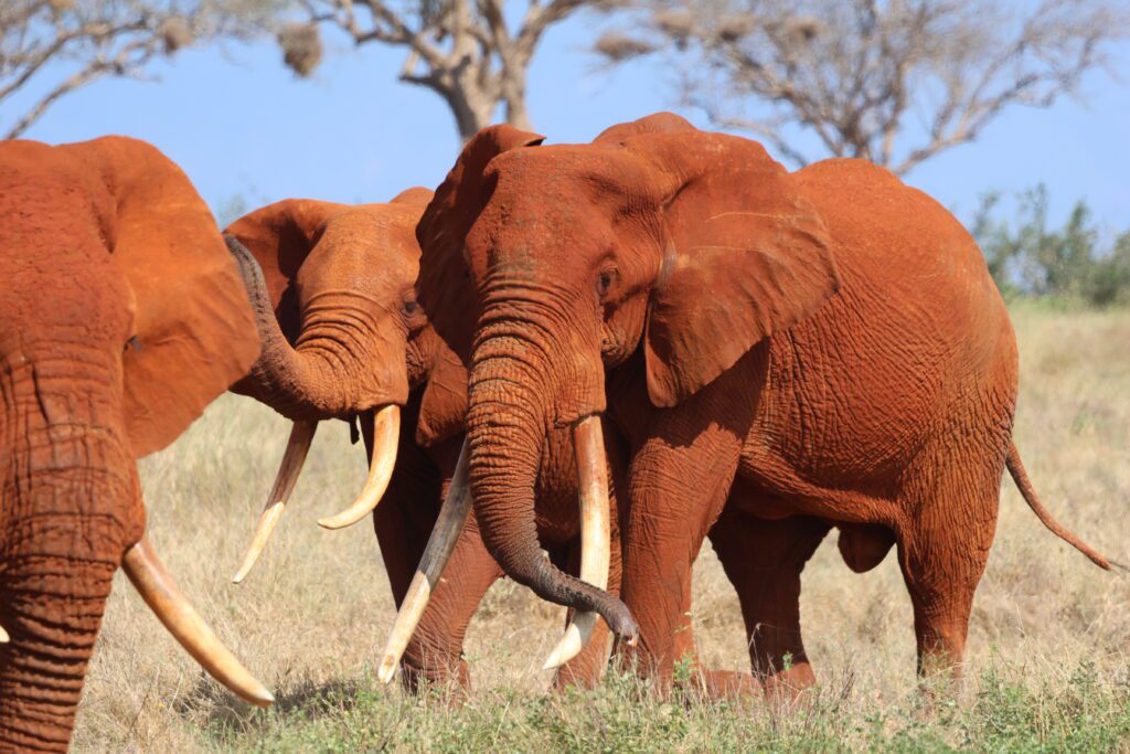 Iz1 emerging tusker