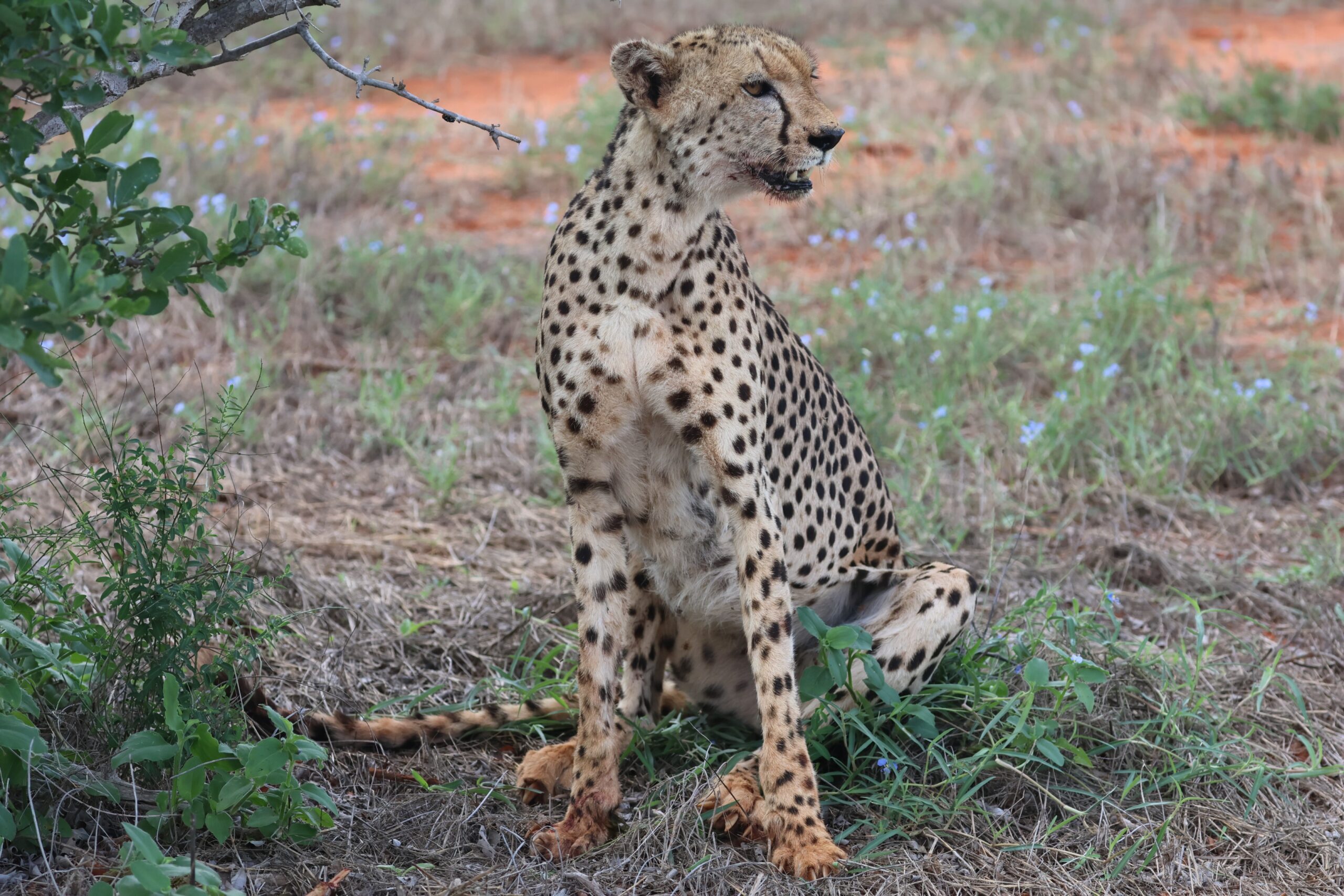 Curious Adaptations (1)