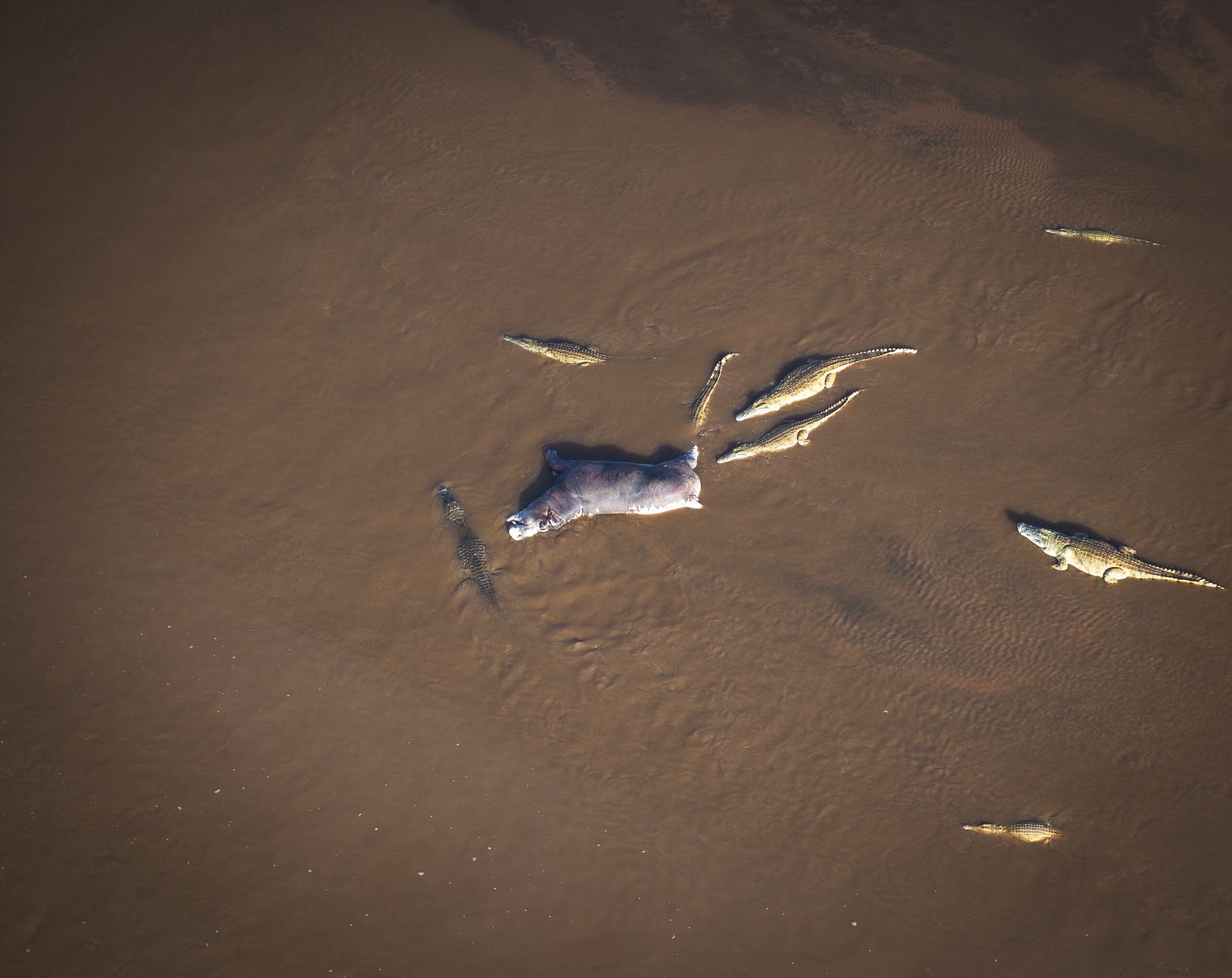 Hippos And Crocodiles