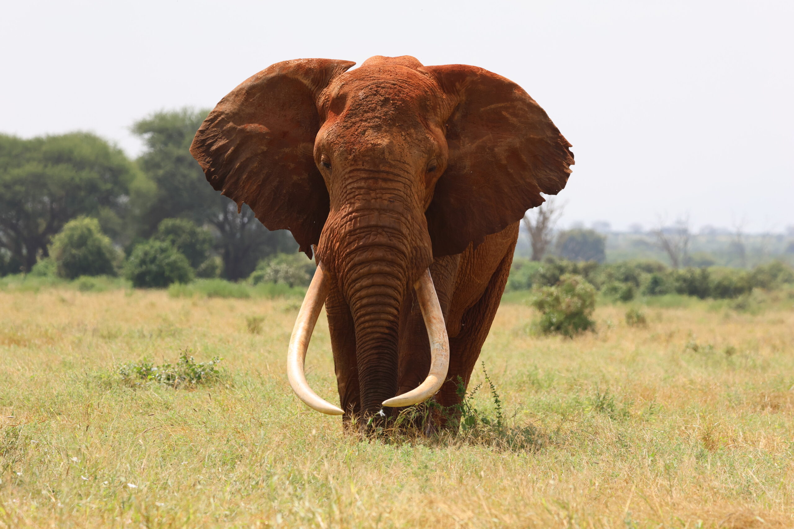 Elephant Behaviour