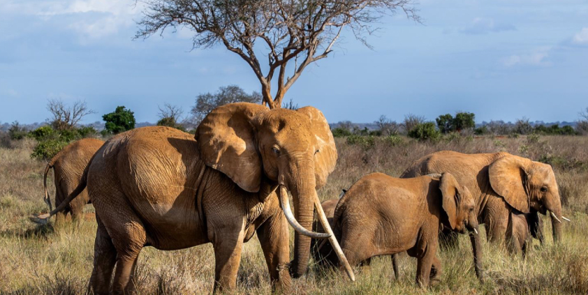 MAY 2025 Tsavo Trust Monthly Report