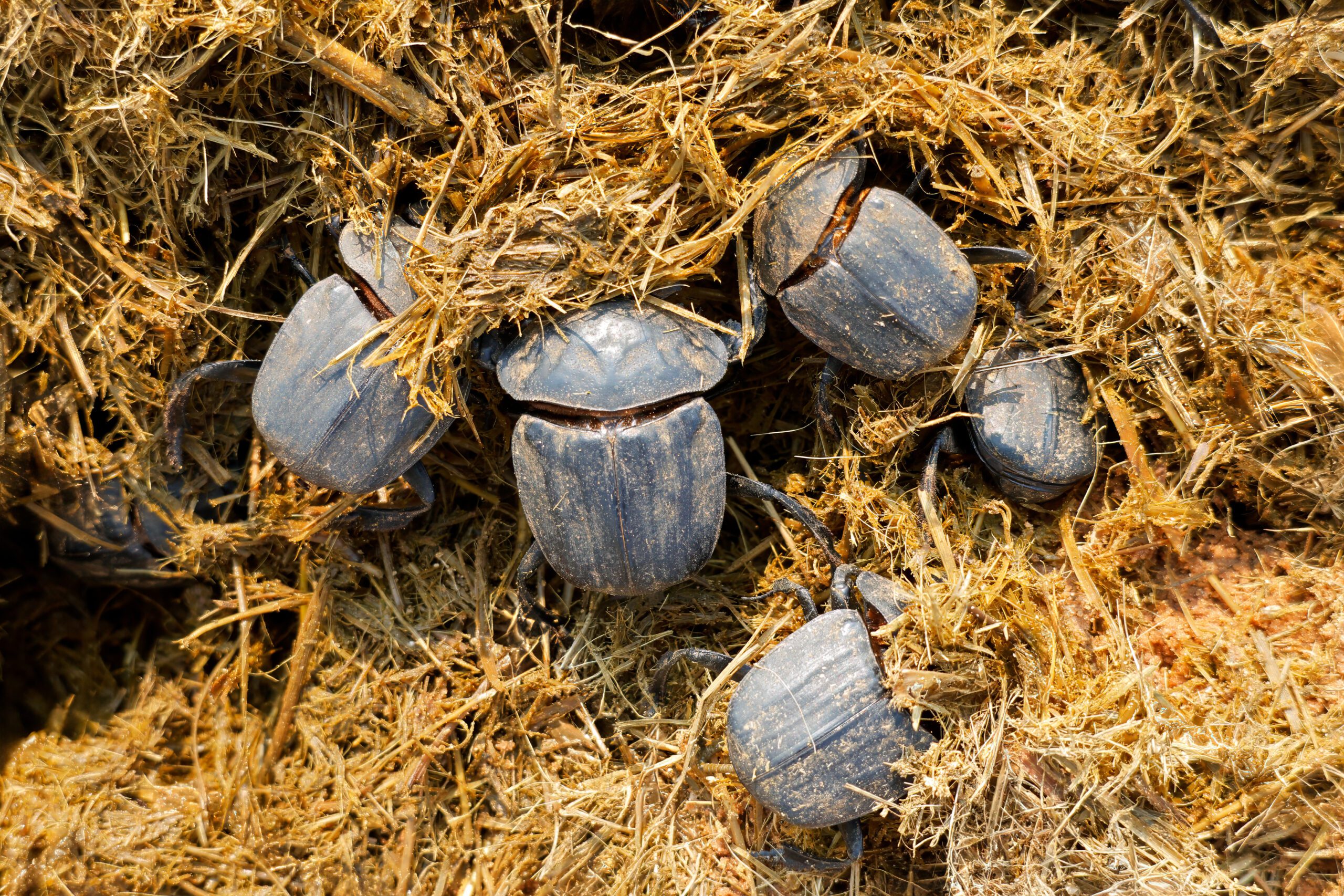 Popeye Dung Beetles (pachylomera Femoralis), Burrowing Into Elephant Dung, South Africa.