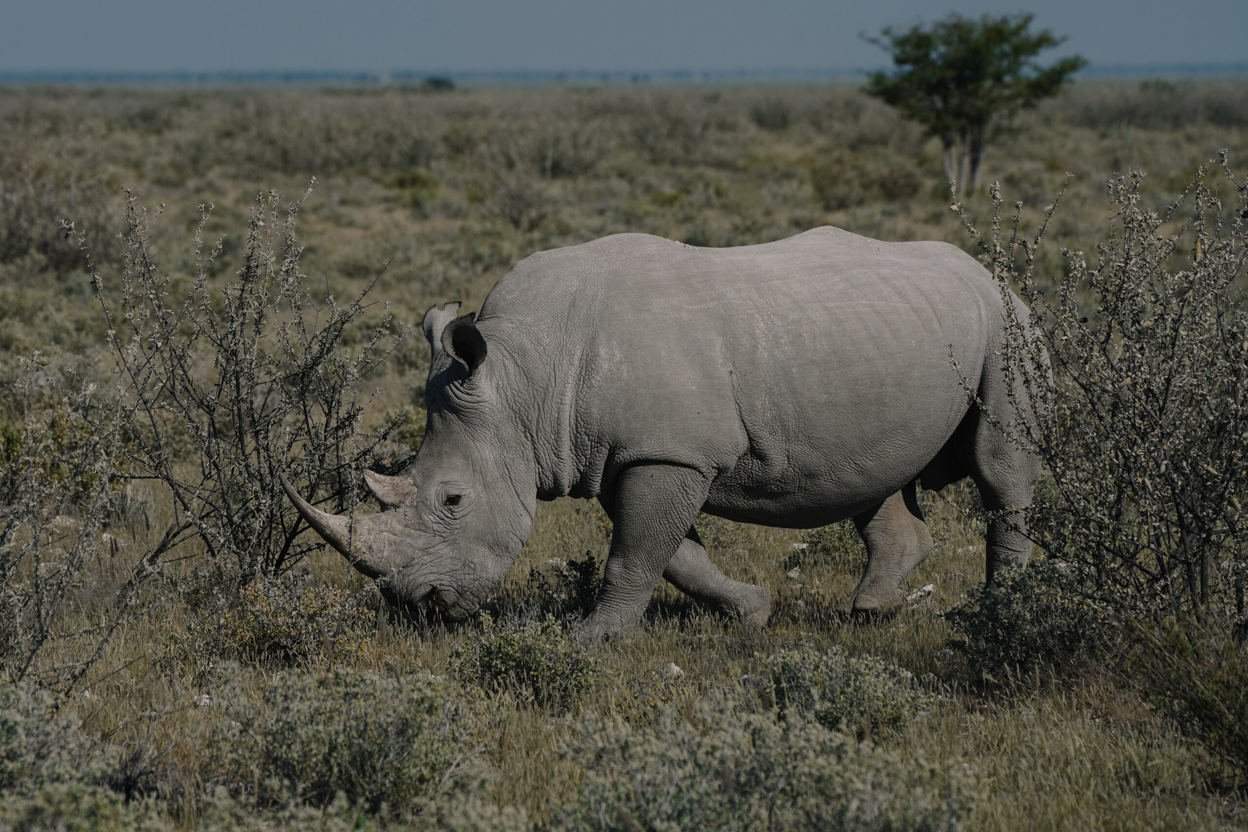 A Beautiful White Rhino Is Walking In The Savannah Bushes In The Namibian Etosha National Park.