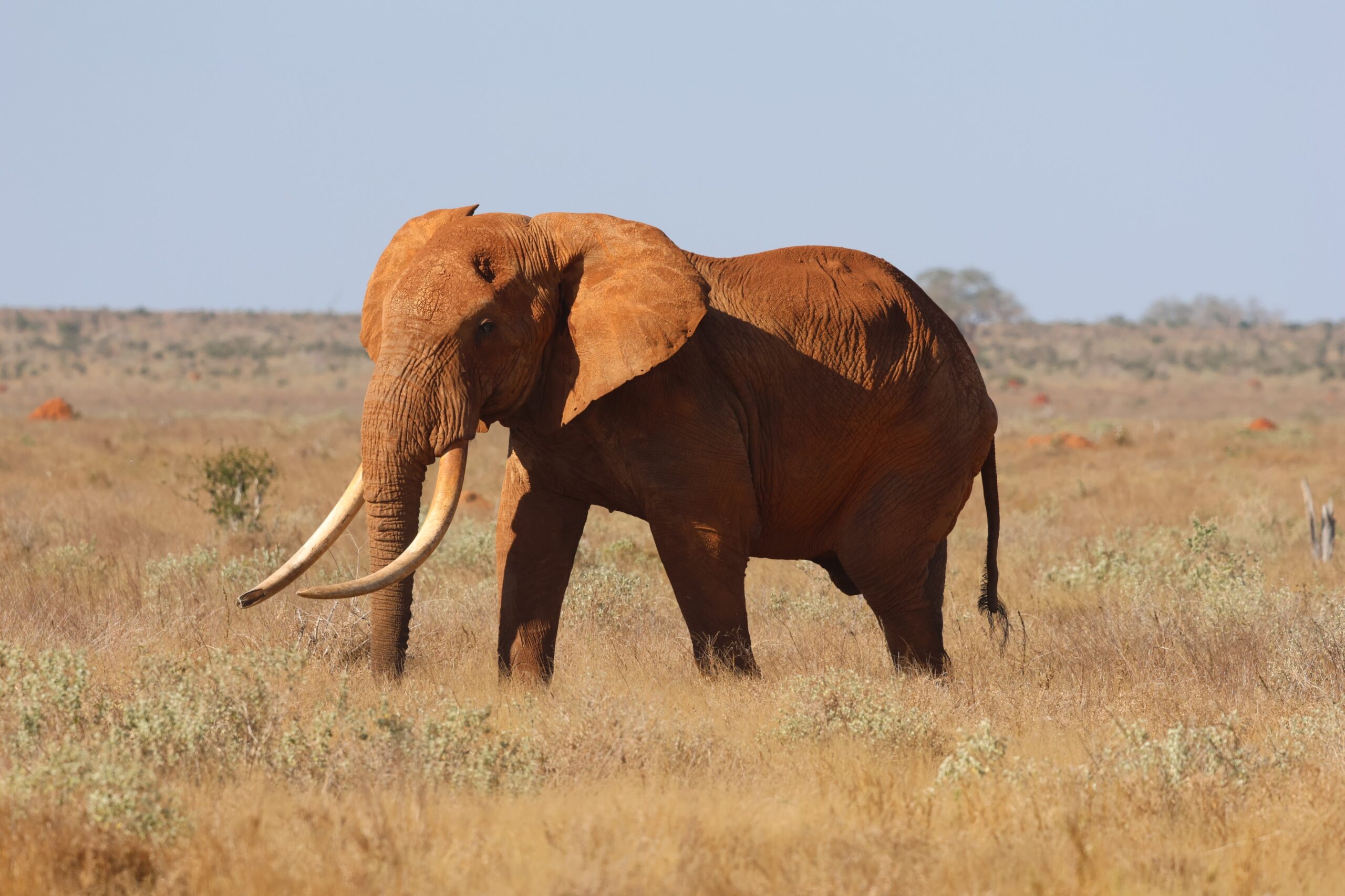 Elephant Conservation (1)