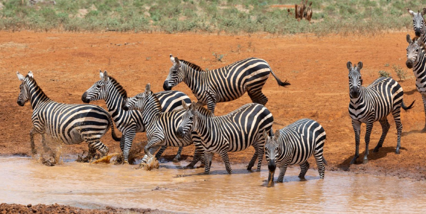 AUGUST 2025 Tsavo Trust Monthly Report