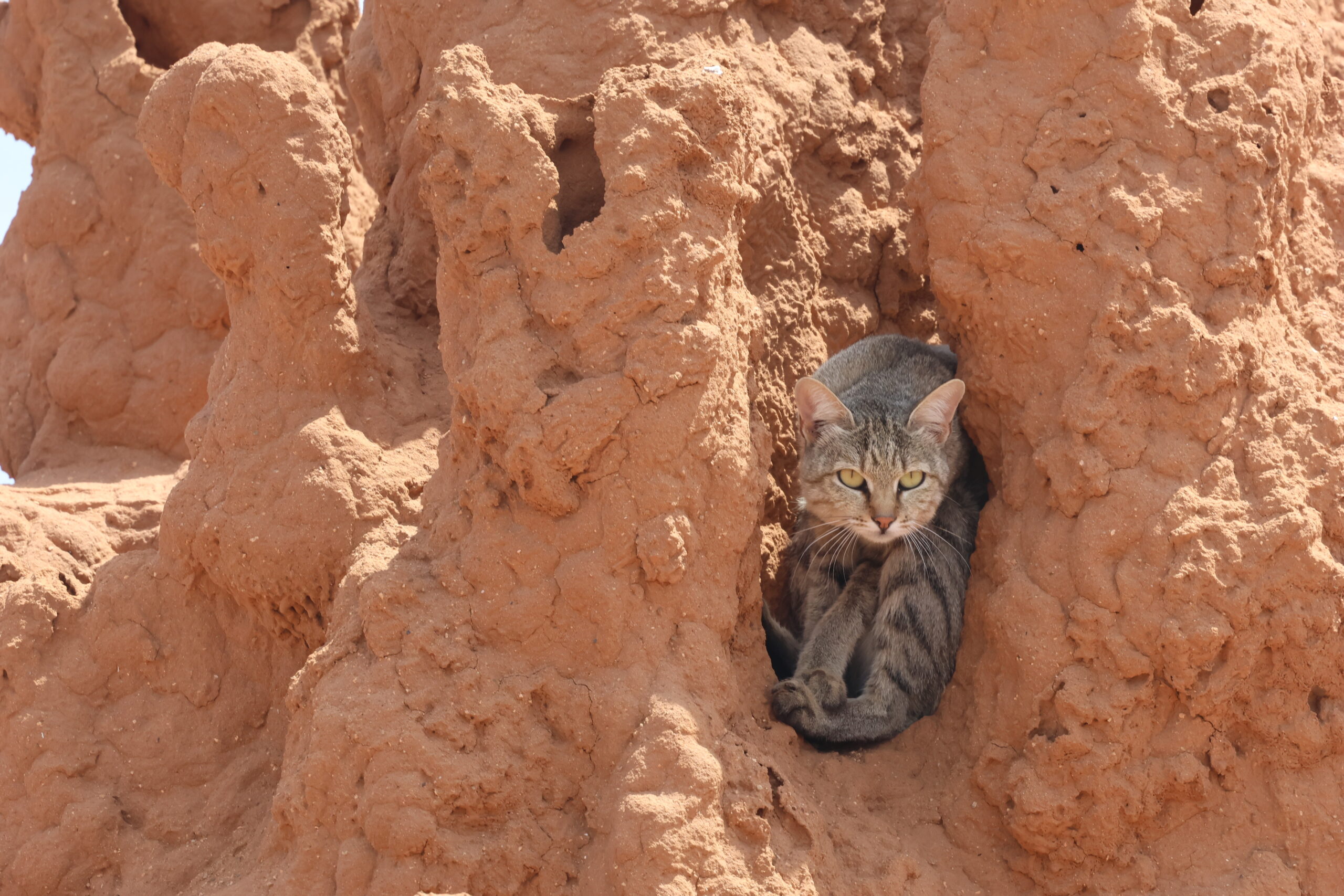 African Wildcat Tsavo