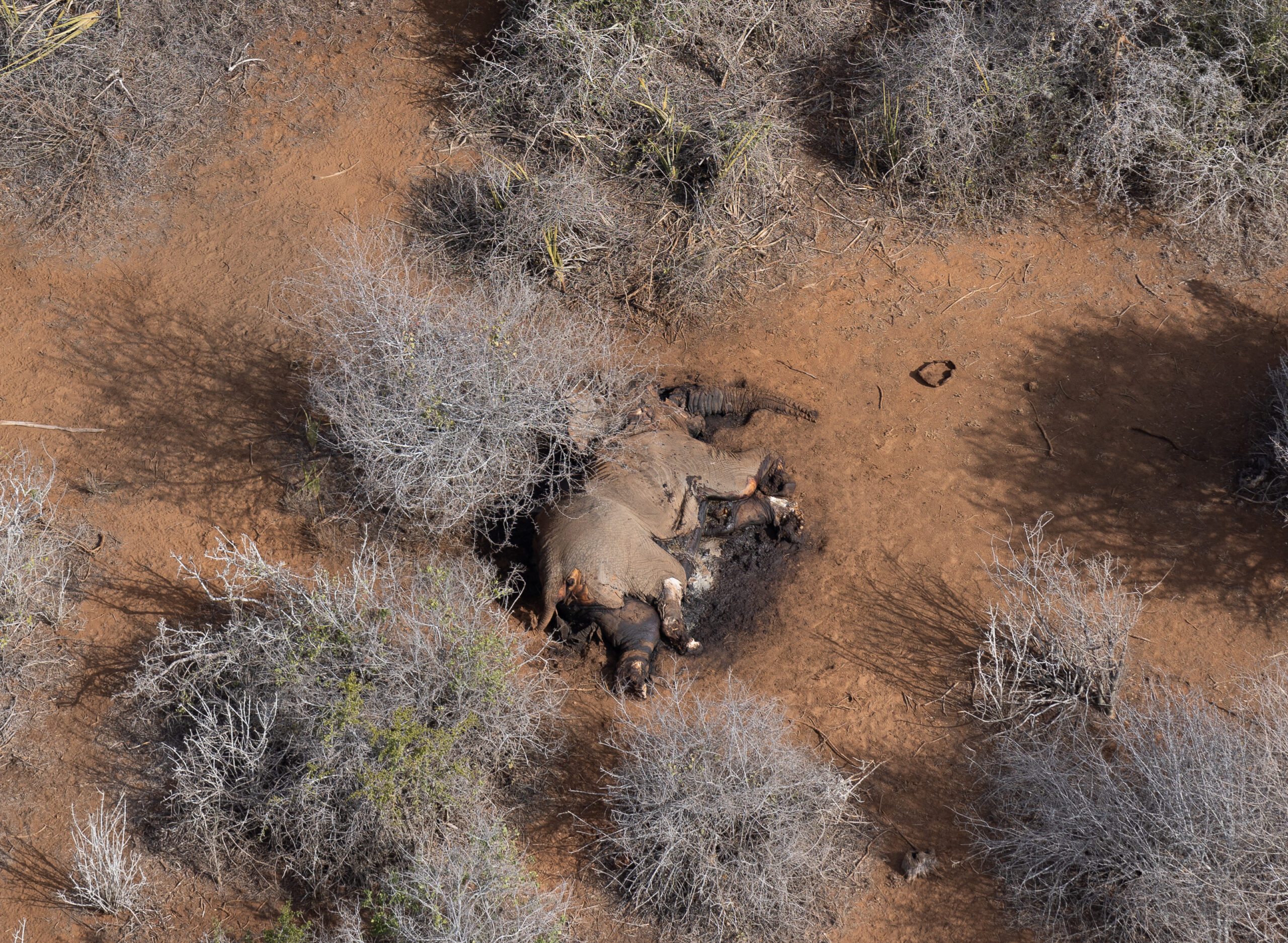 20221007 Poached Elephant Shirango