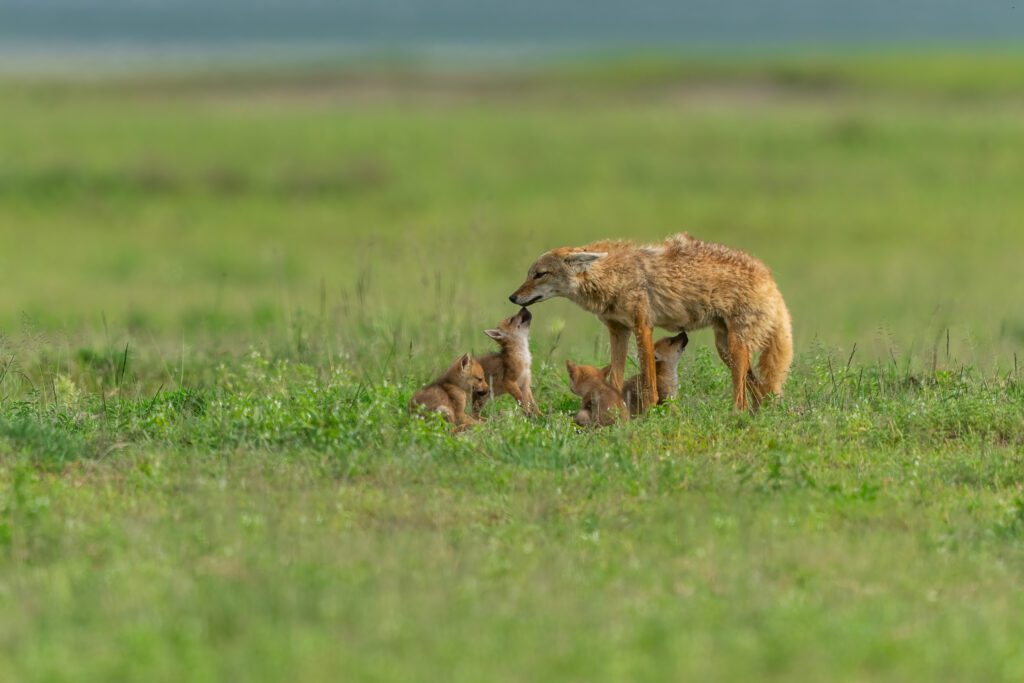 African Golden Wolf Mother With Pups At A Den Site In Ngorongoro Crater, Tanzania