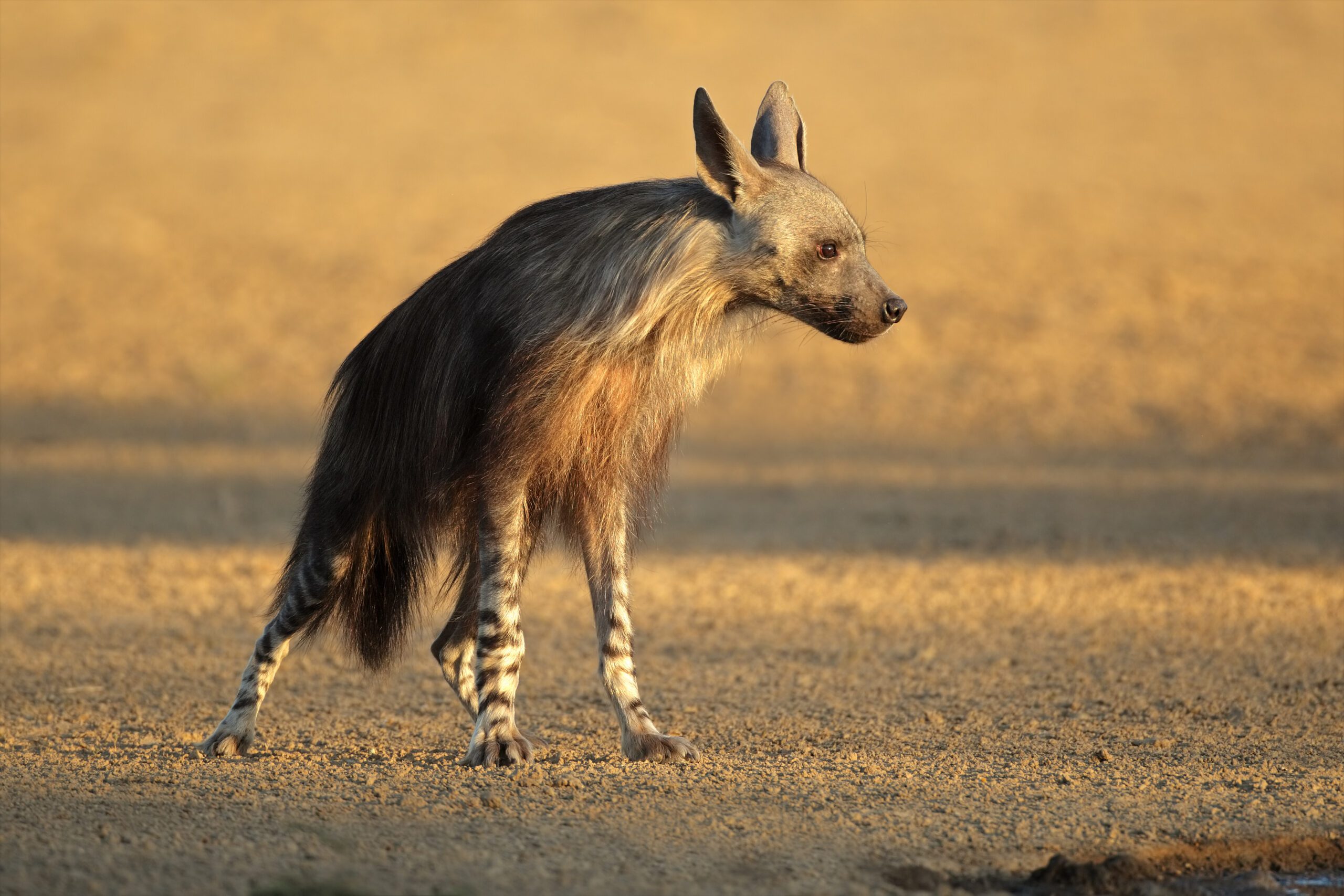 Brown Hyena