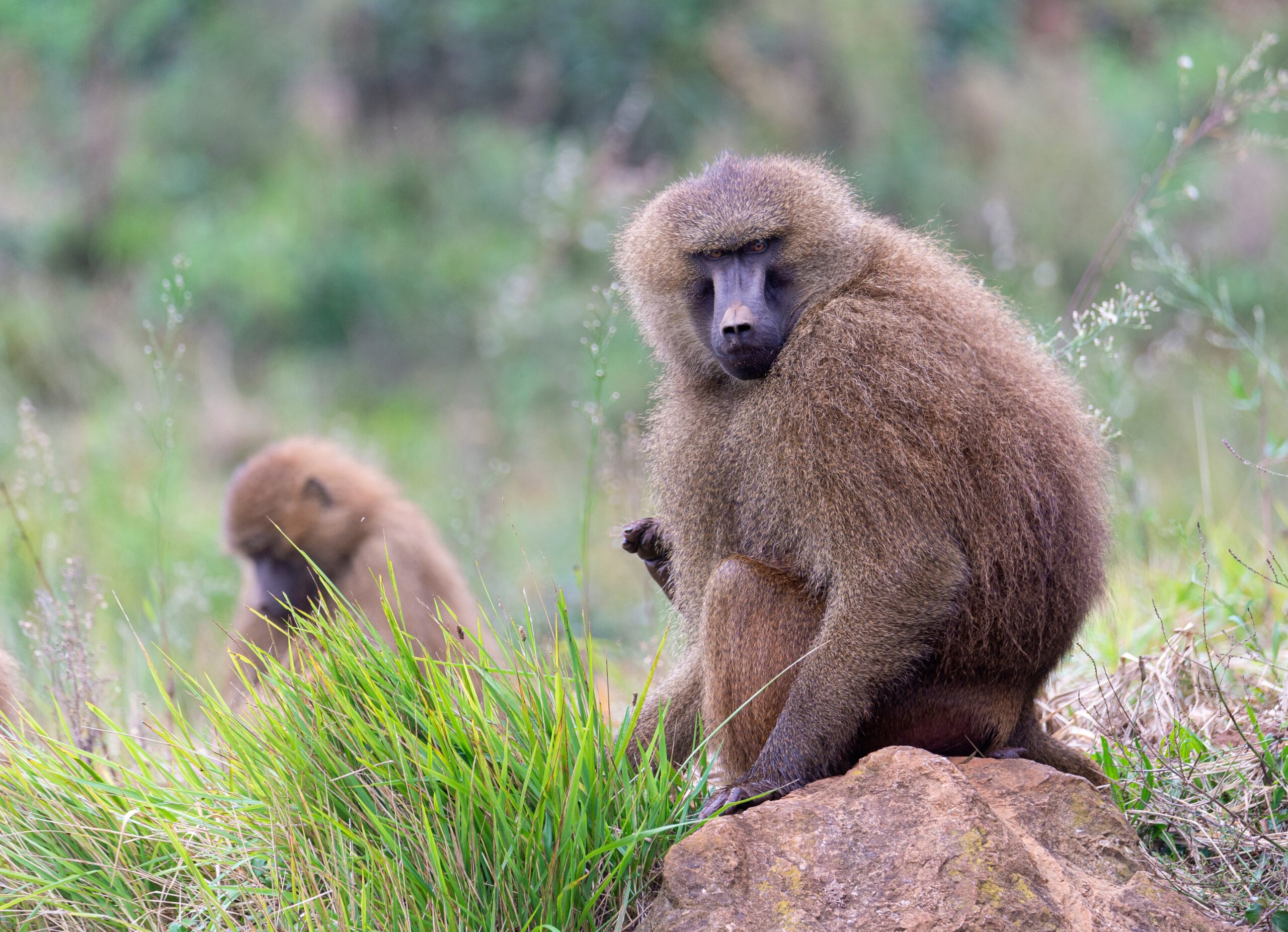 Guinea Baboon