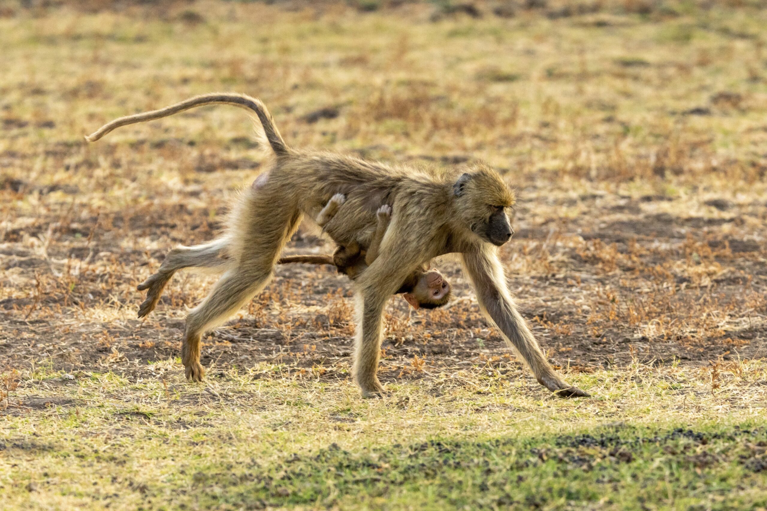 Kinda Baboons