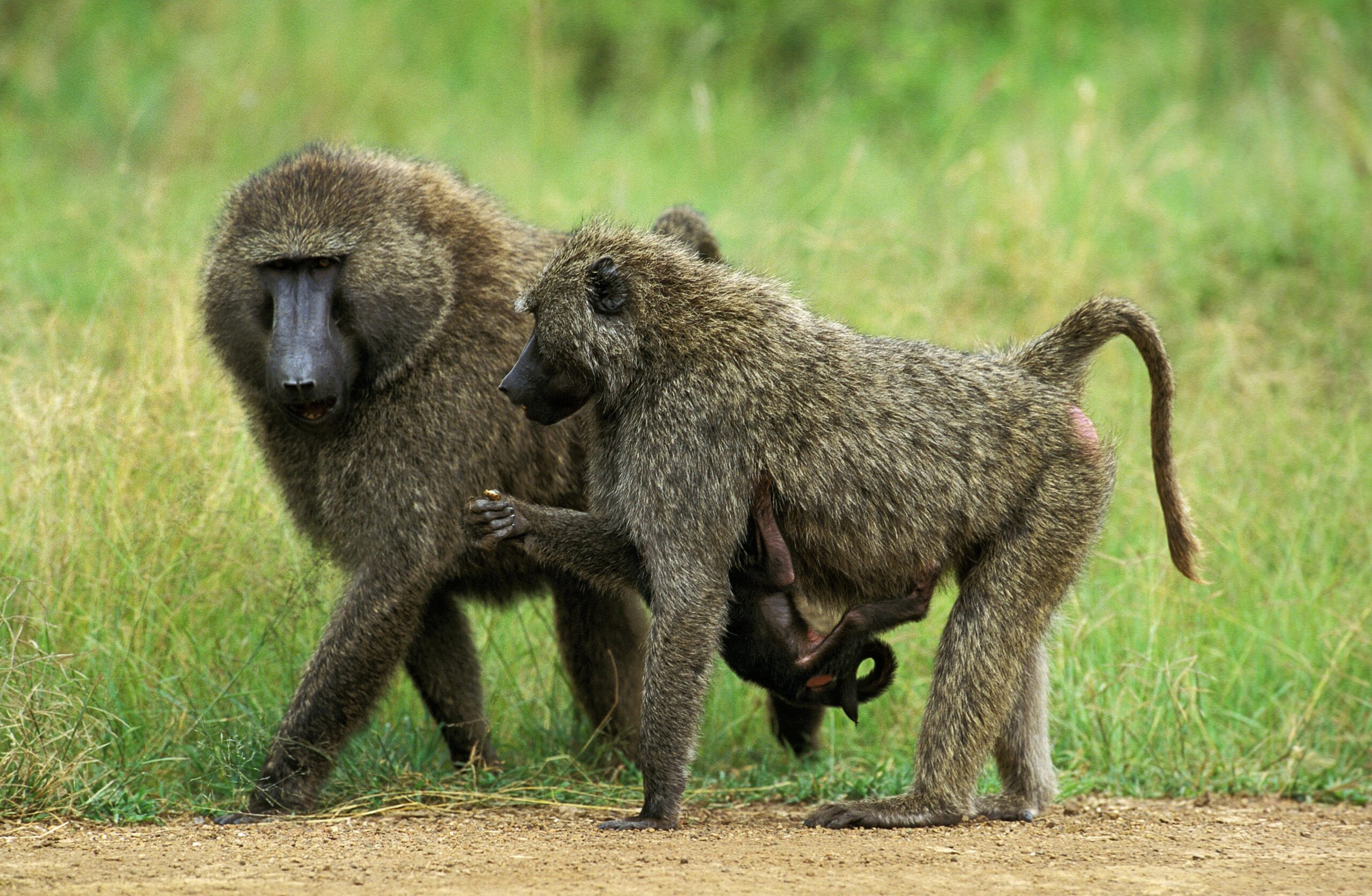 Olive Baboons
