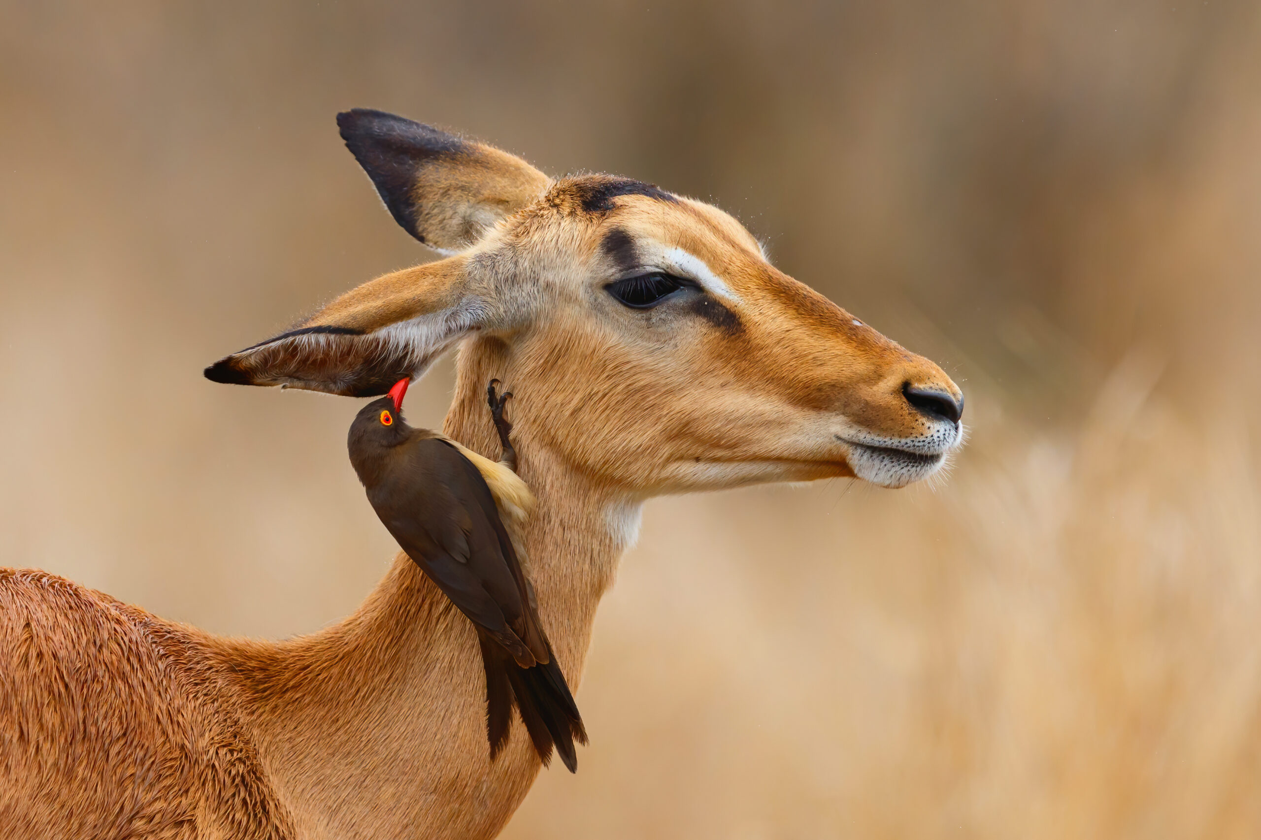 Impala Female Standing On The Savanna With Red Billed Oxpecker On Her Head In Kruger National Park In South Africa