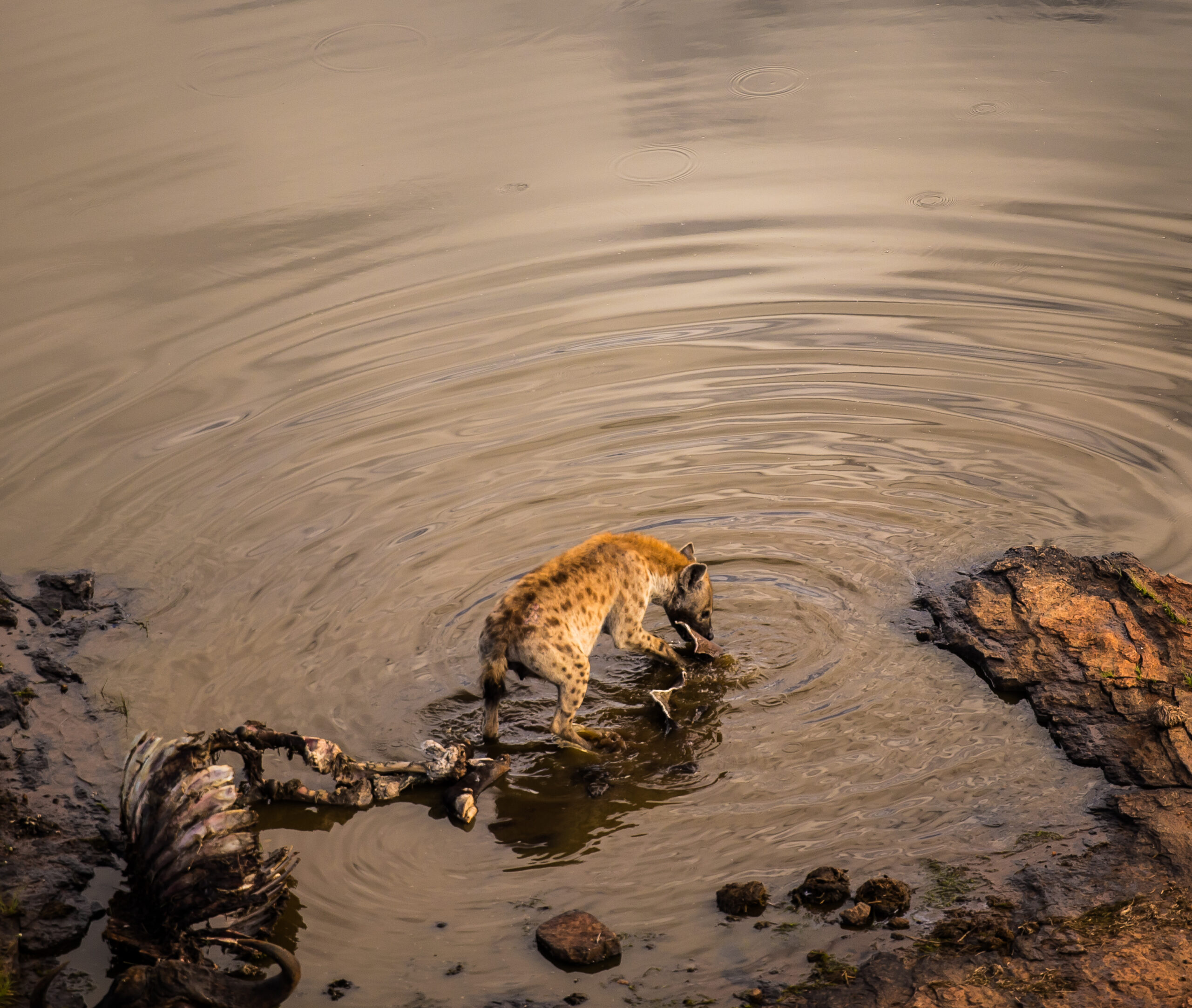 Spotted Hyena Eating In The River