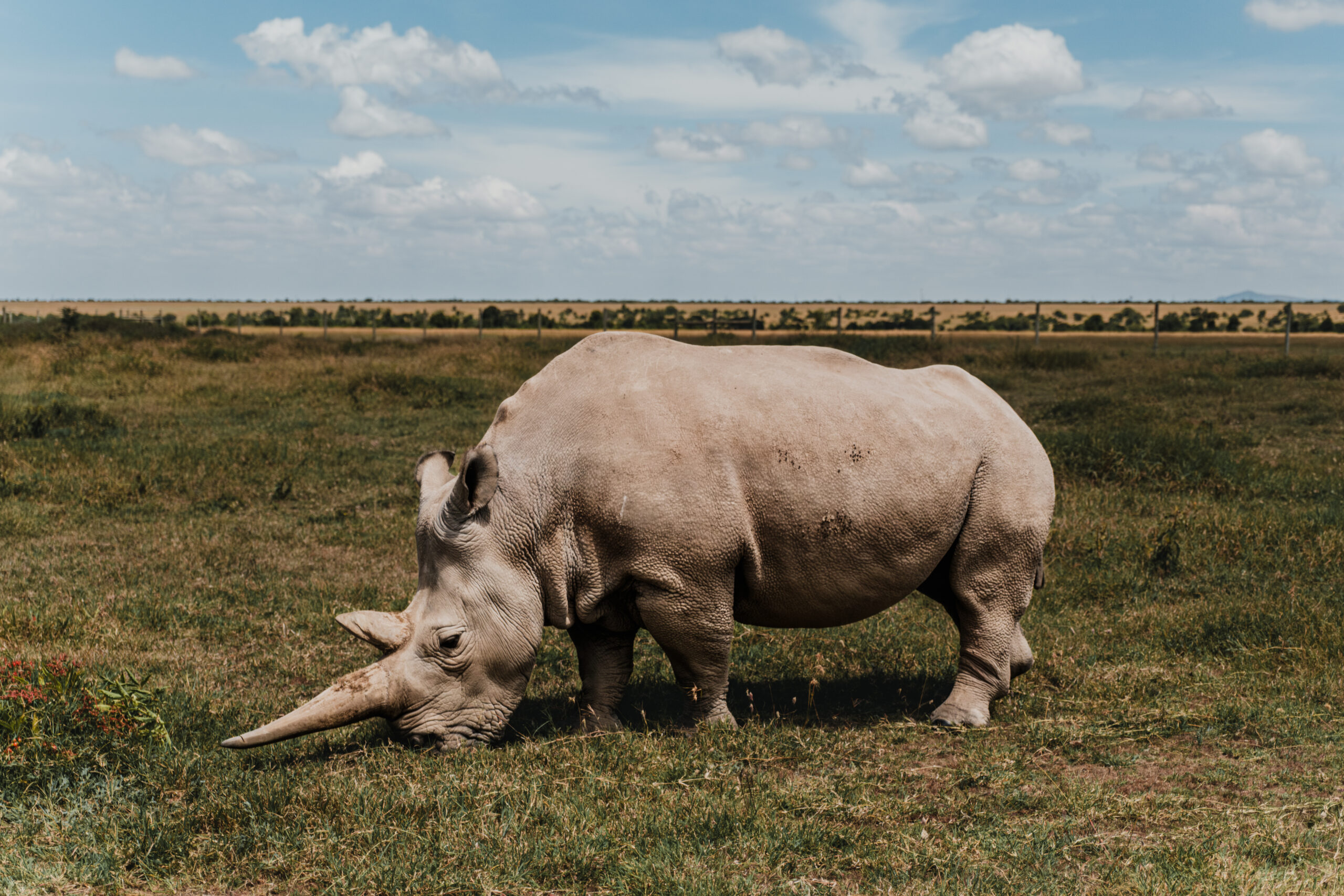 Najin One Of The Last Two Northern White Rhinos At The Ol Pejeta Conservancy In Kenya