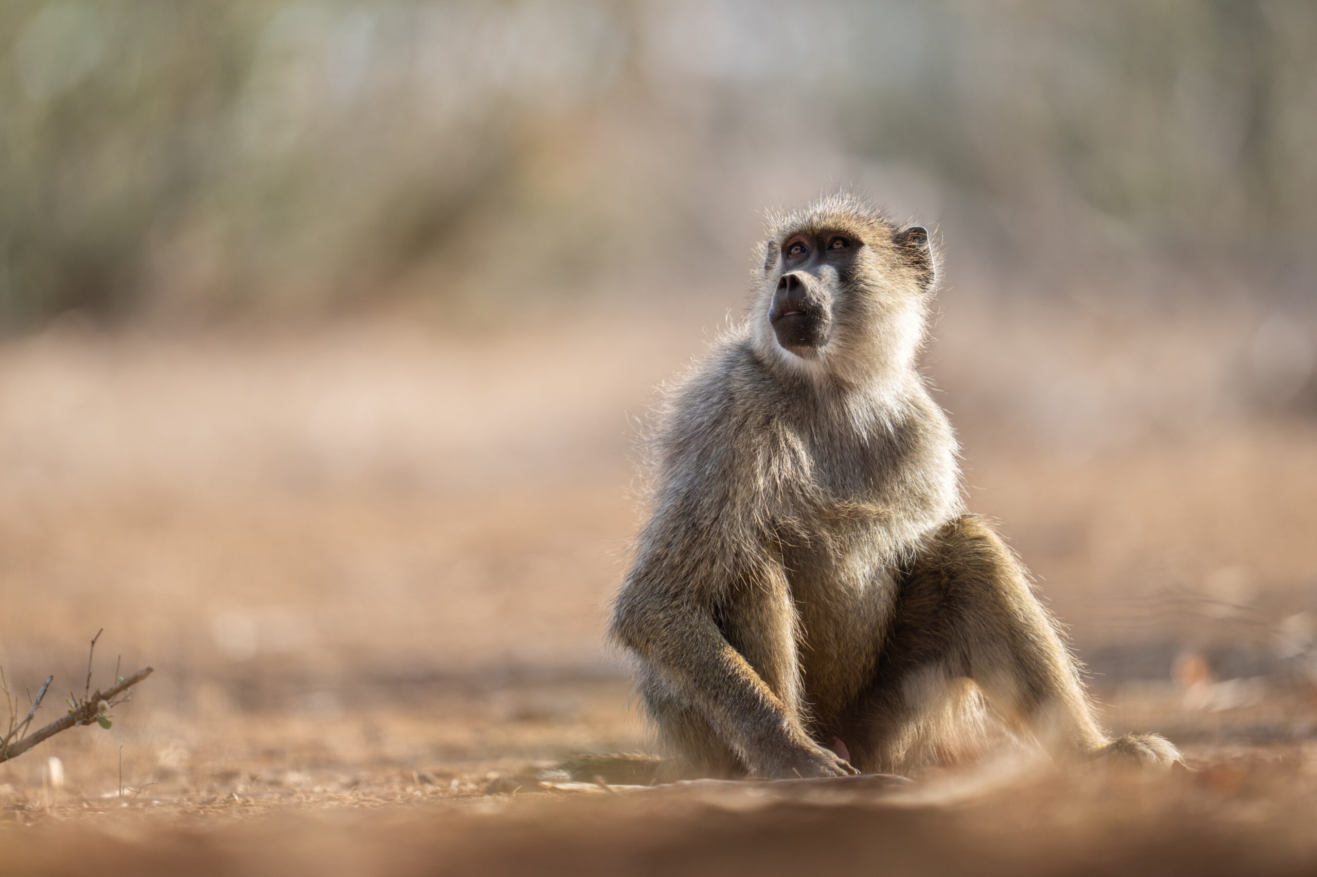 What Are The Different Types Of Baboon (1)