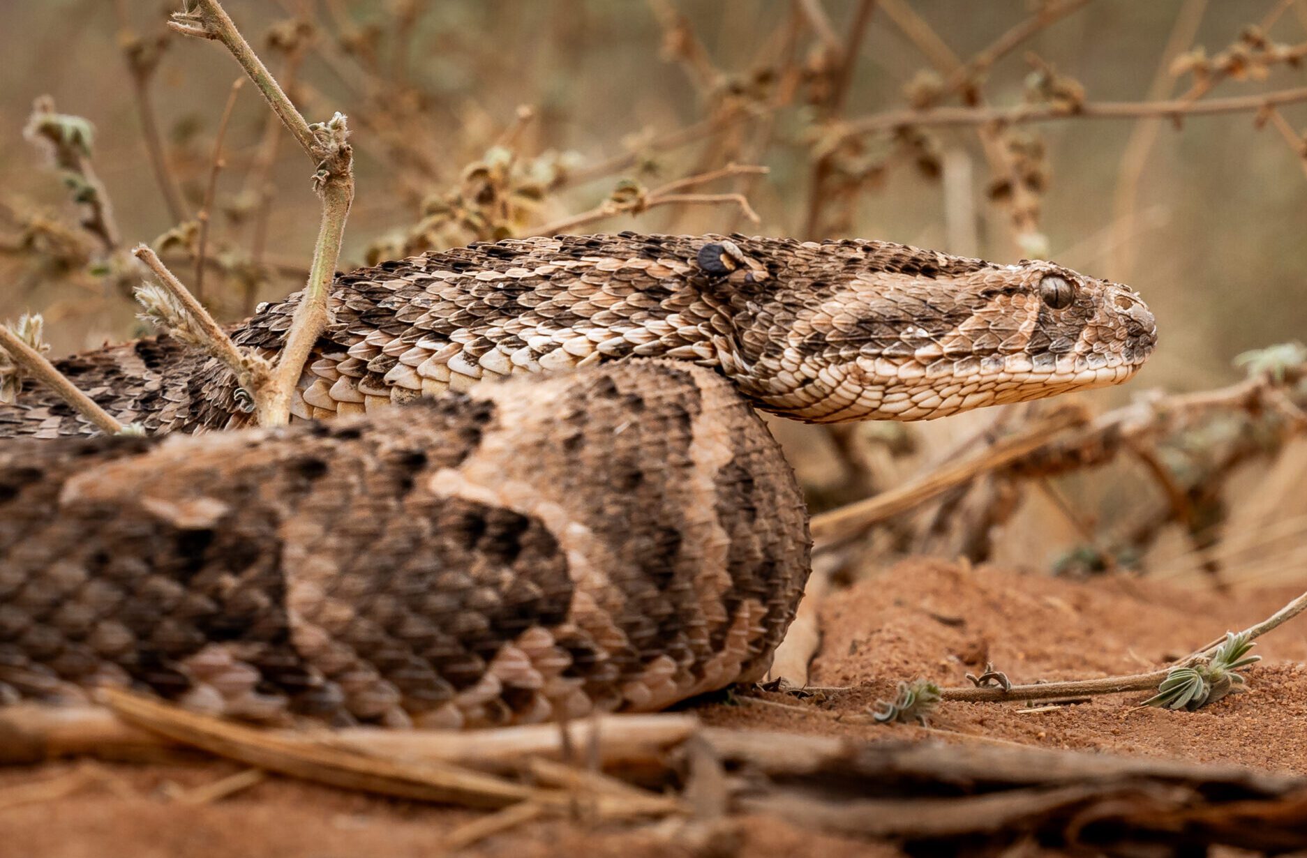 What Kind Of Snakes Live In Tsavo