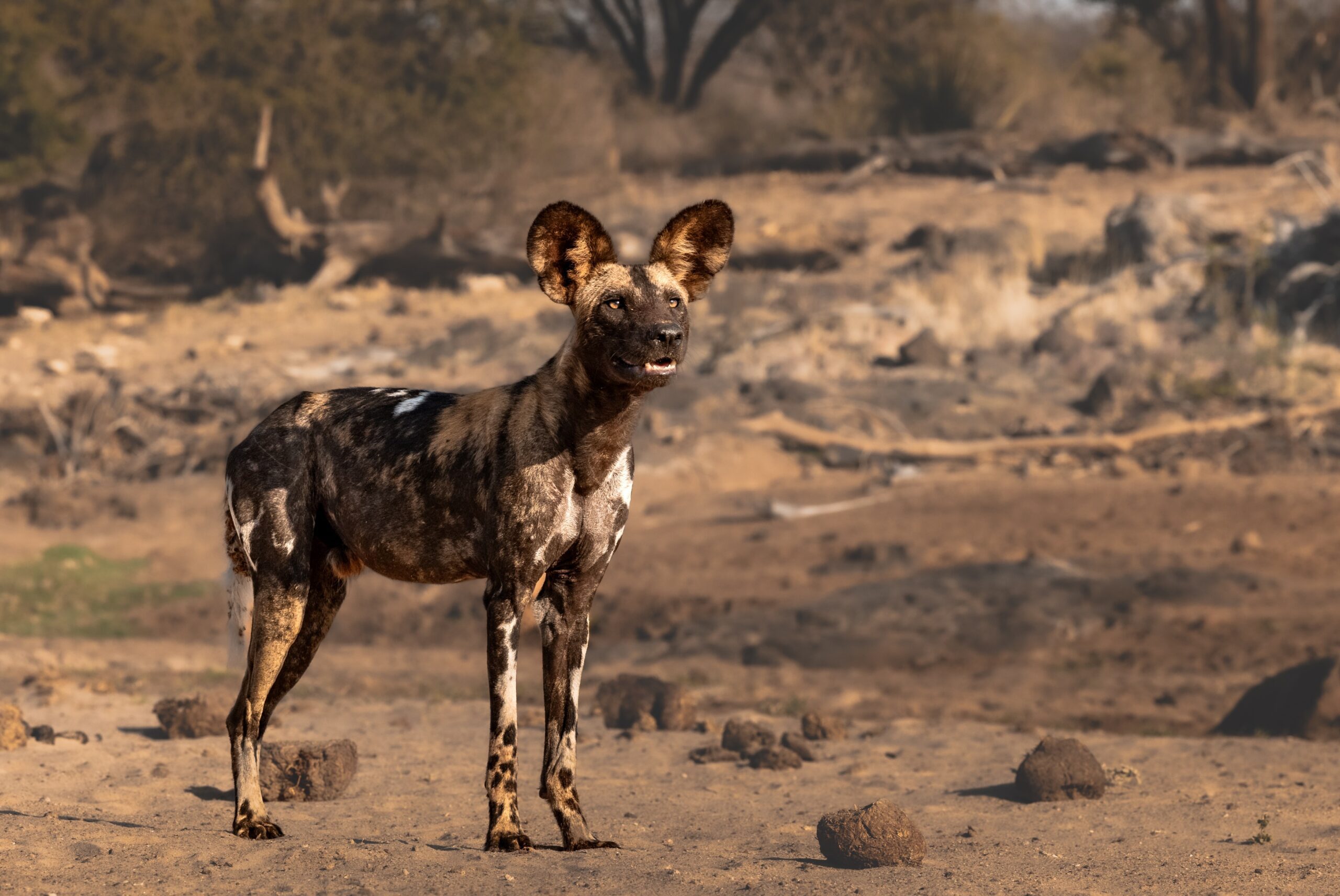 What Wild Canines Live In Africa (1)