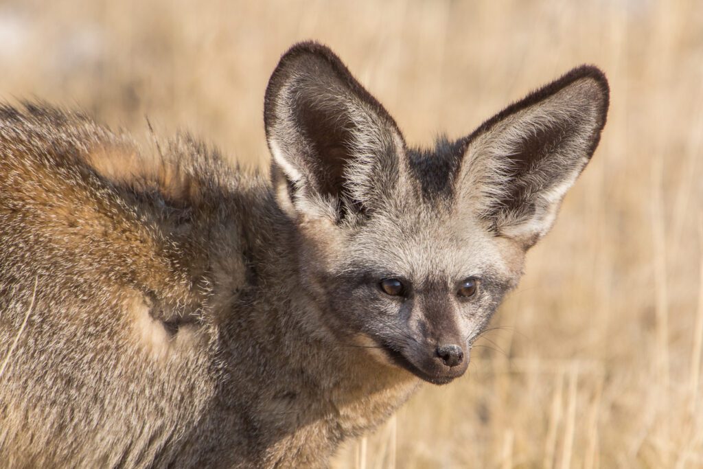 Bat Eared Fox (otocyon Megalotis), Etosha National Park, Namibia