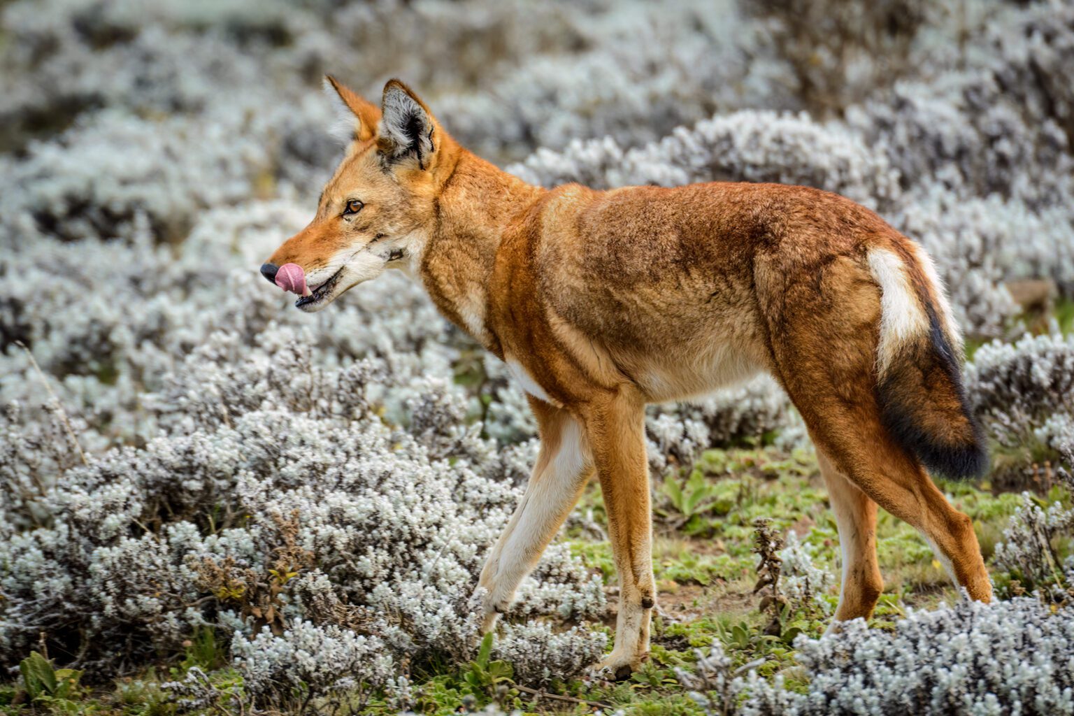 What wild canines live in Africa? - Tsavo Trust